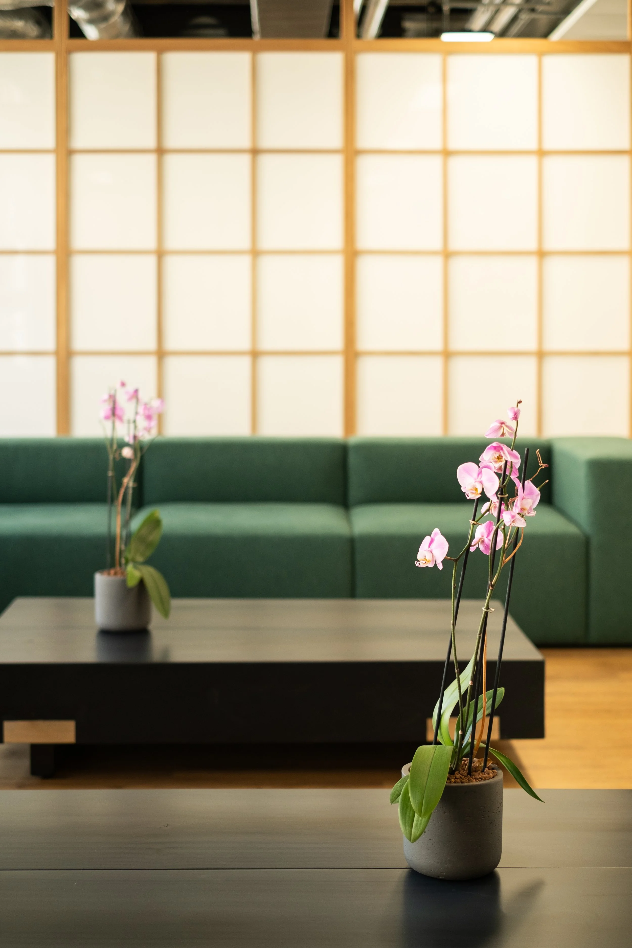 Empty room with green sofa, black coffee table, and potted pink orchids in modern decor setting.