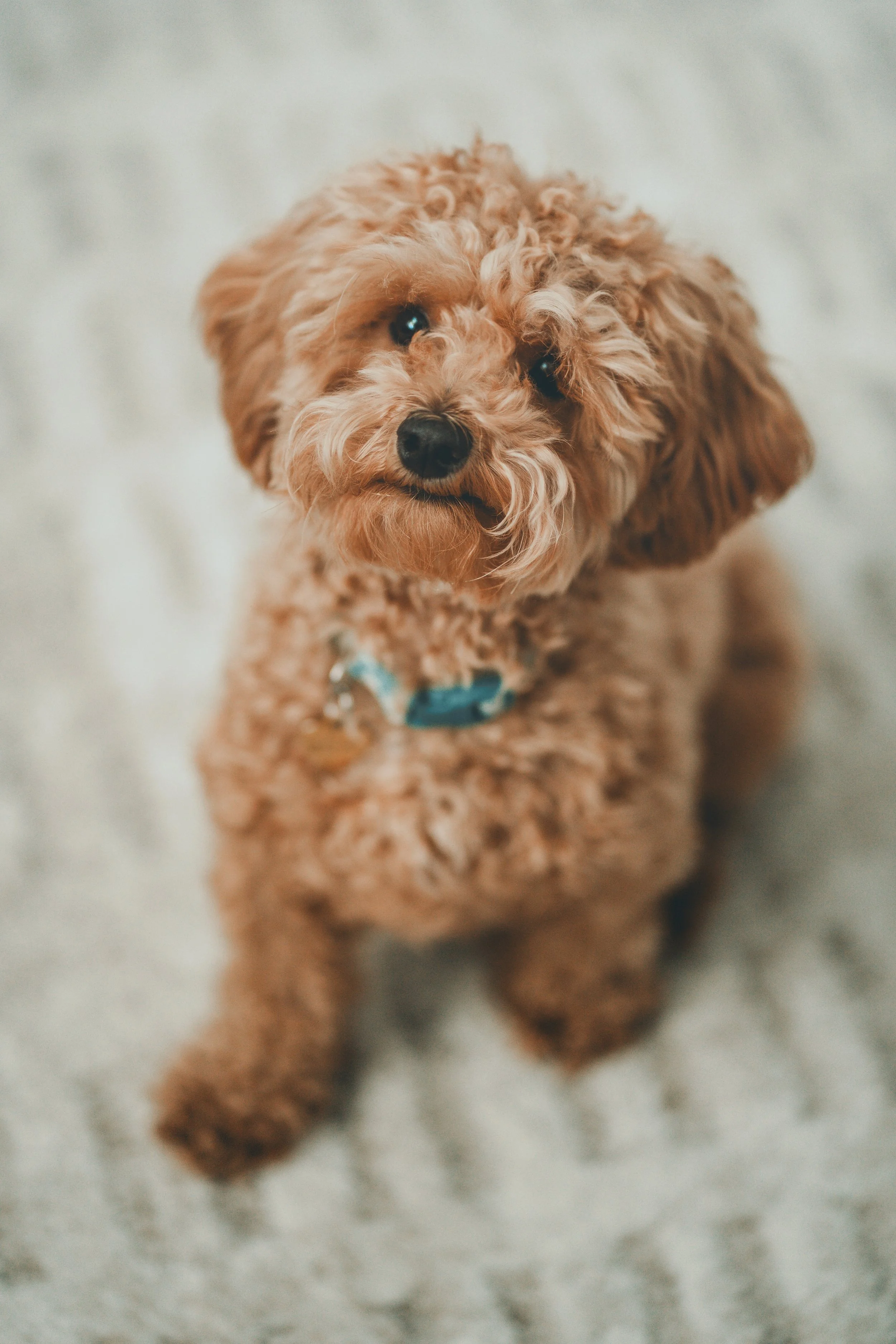 Penny 1.1.jpg