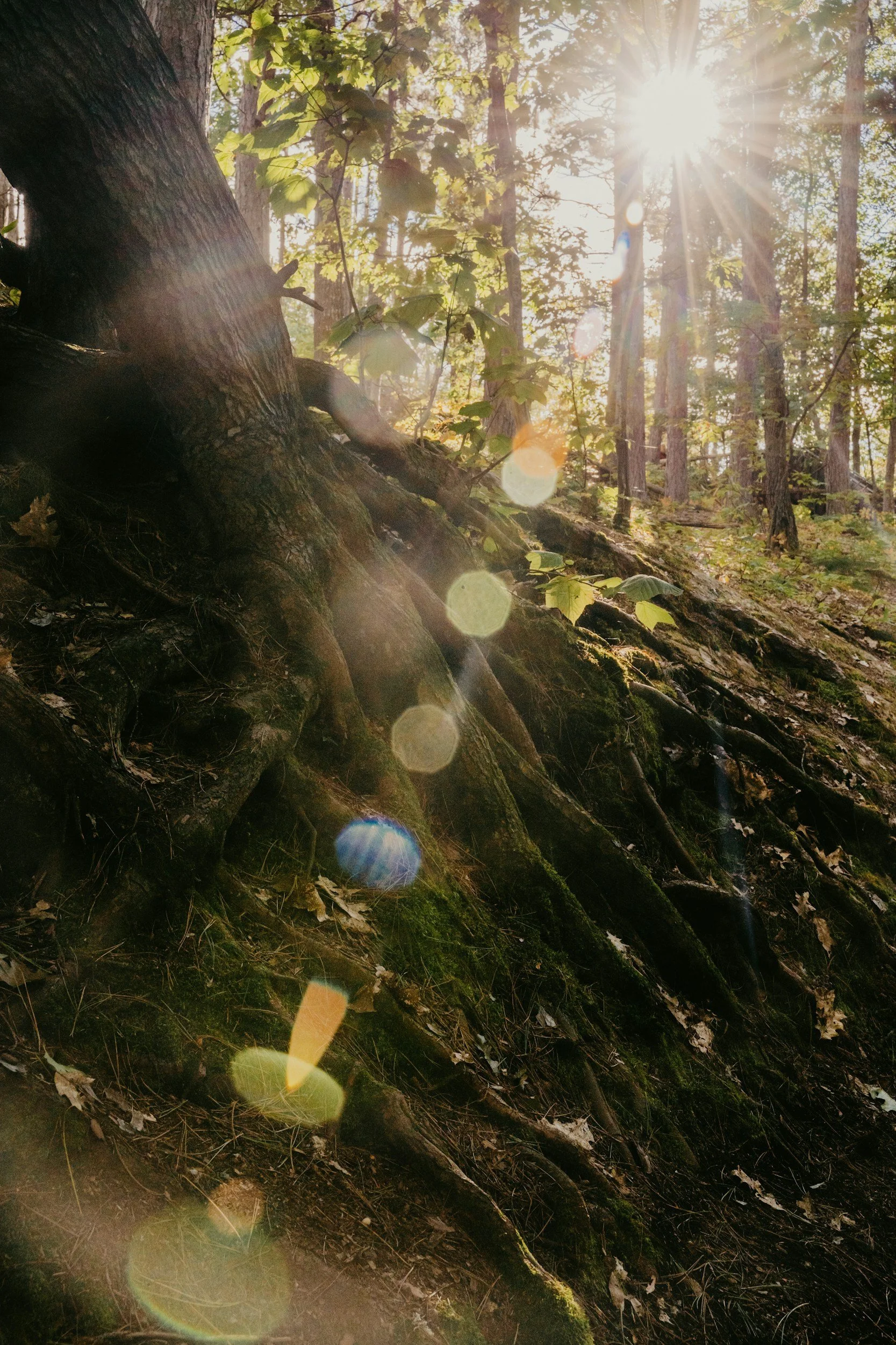 Sunlight filtering through trees in a forest, casting lens flare and illuminating the tree roots on a mossy hillside.