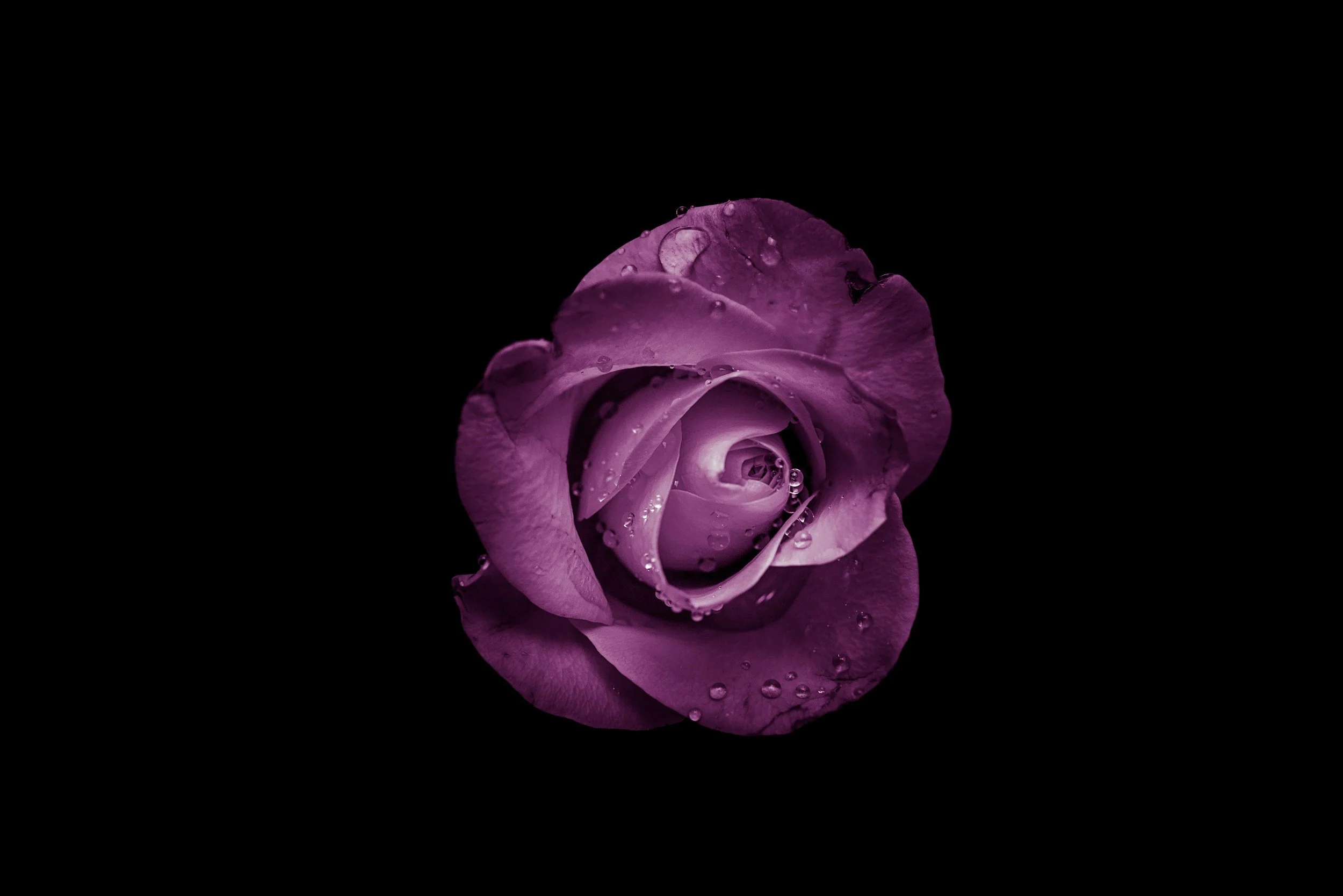 purple rose with a black background