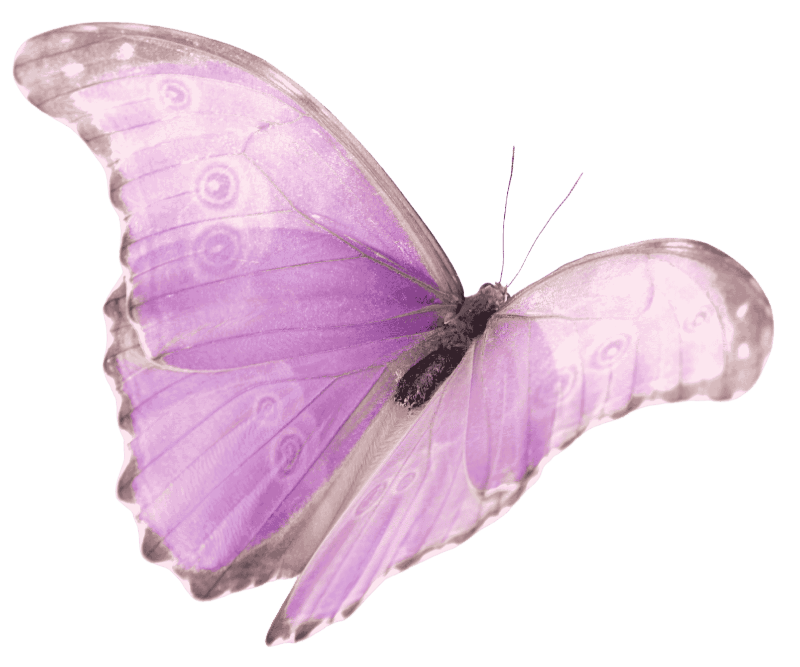 A purple butterfly with detailed wings against a light purple background.