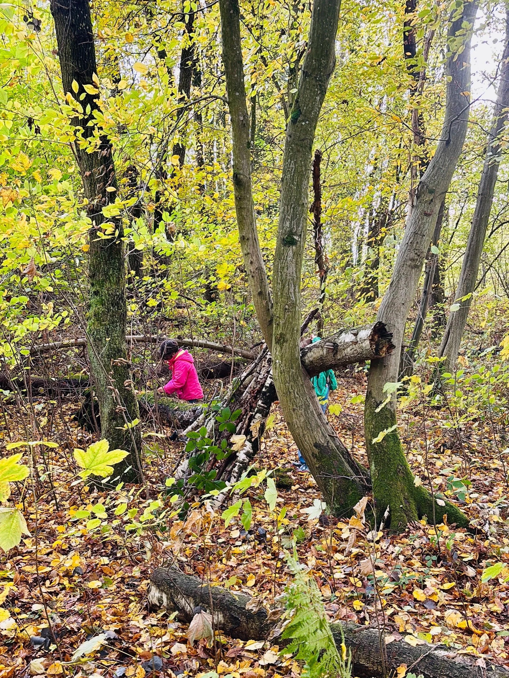 La forêt permet plein de découvertes dans la classe Kaleido.