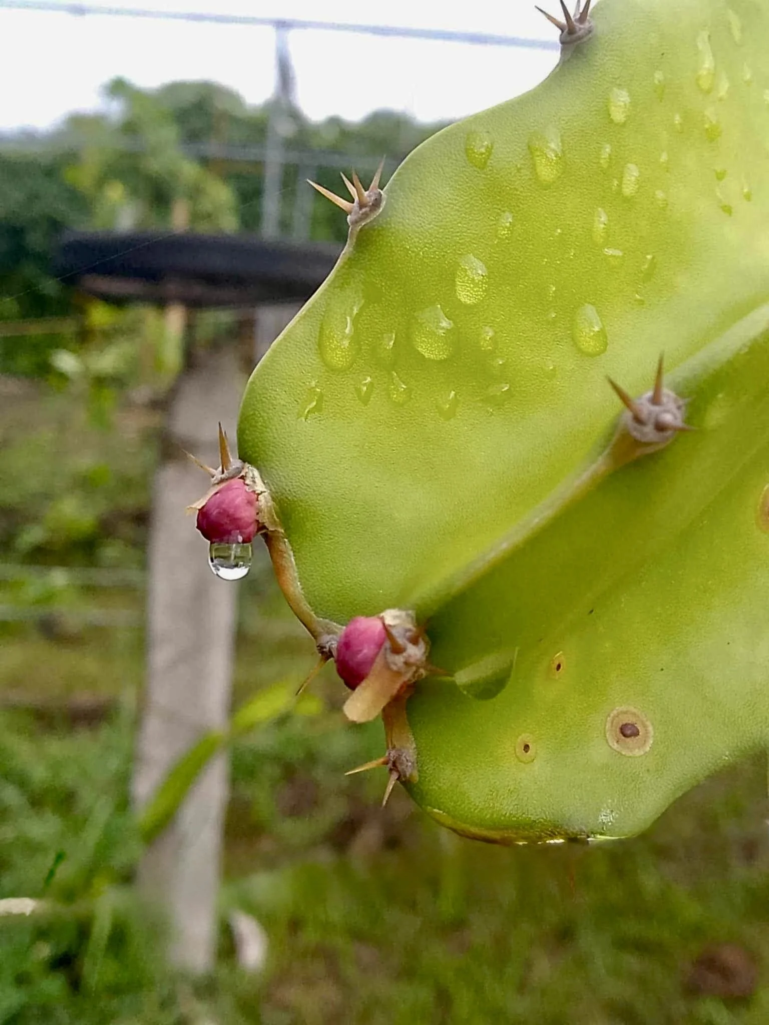 att.0MNozYh5QuVwa3gUWYupJQ4EmqLLdxKrEFJeQnR9sS0 2.jpg