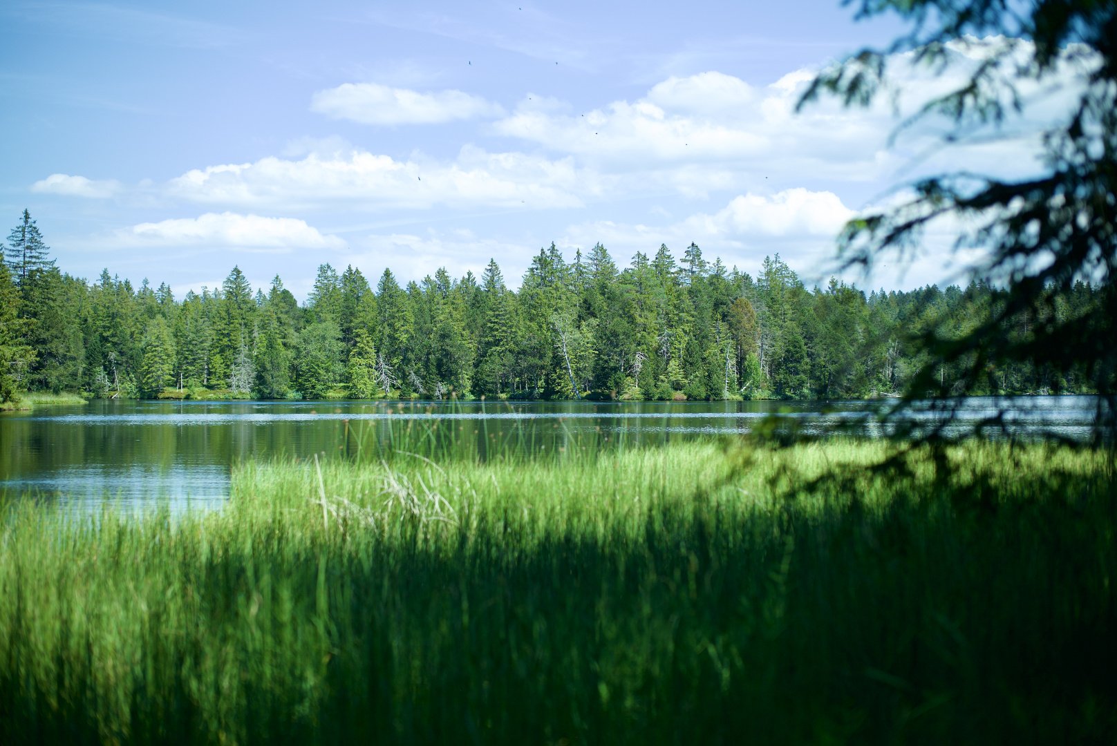 Ein ruhiger See, umgeben von einem dichten grünen Wald unter einem blauen Himmel mit Wolken.