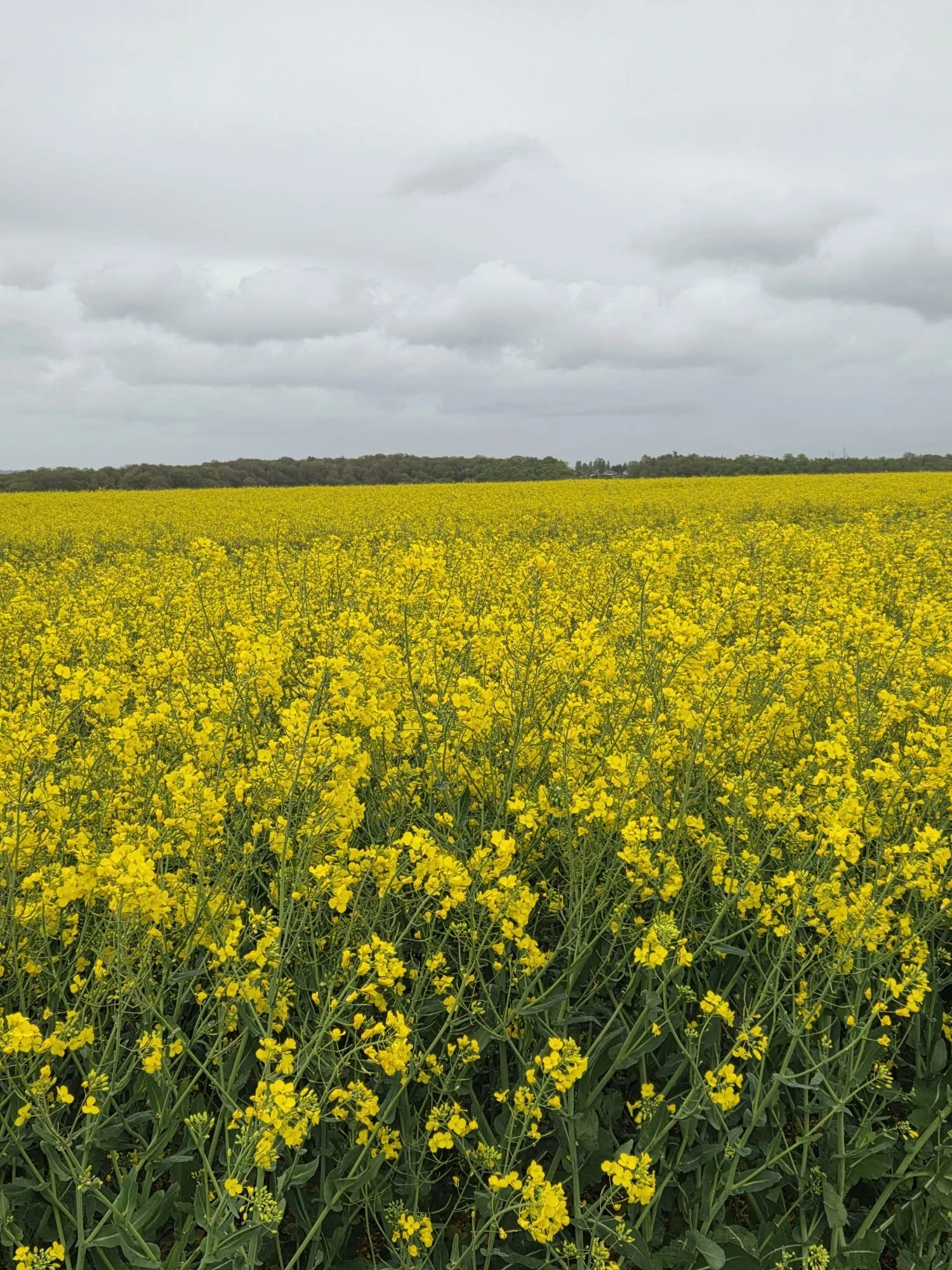 WhatsApp Image 2026-04-12 at 11.24.59 (3).jpeg