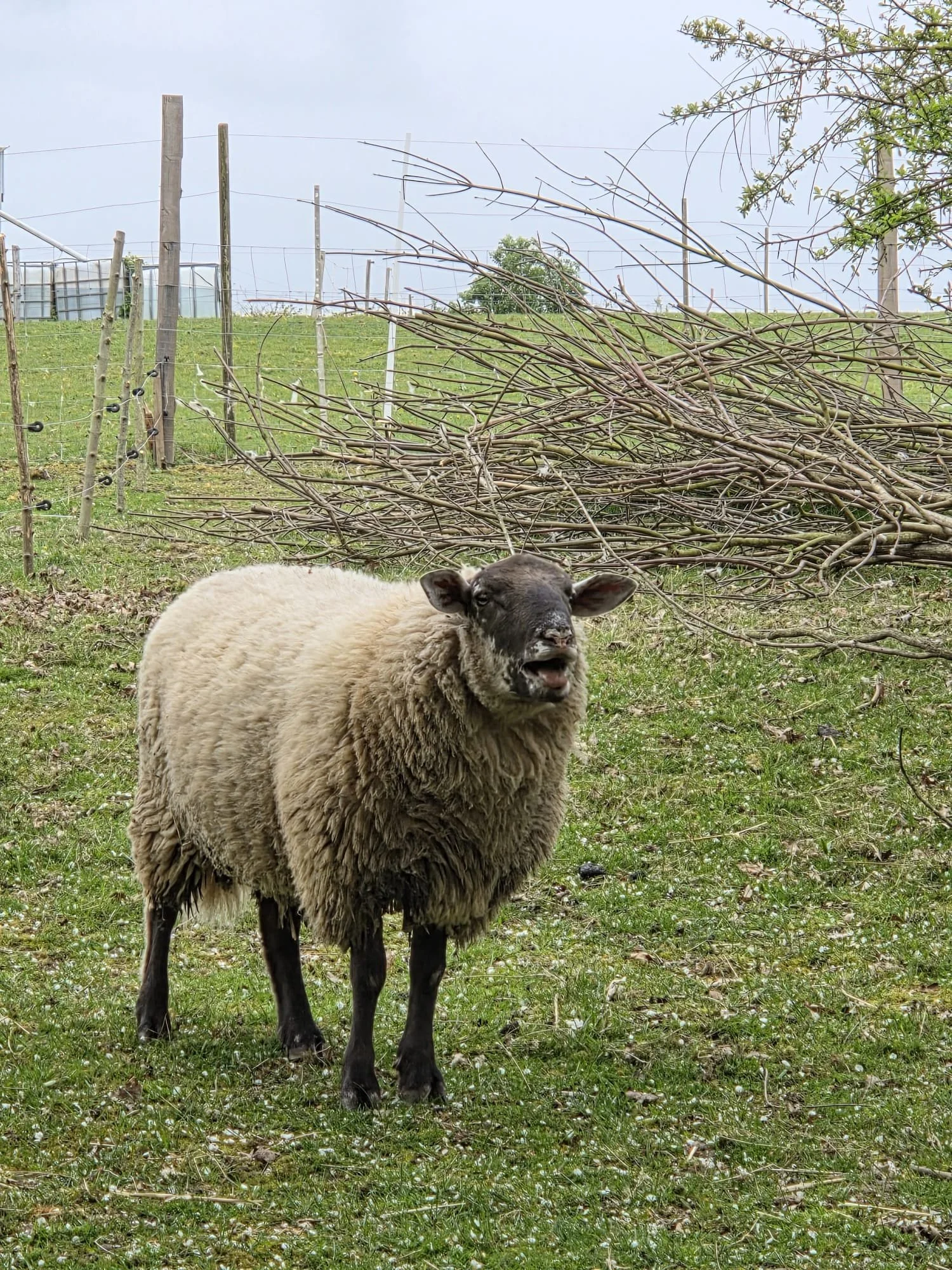 WhatsApp Image 2026-04-12 at 11.24.59.jpeg