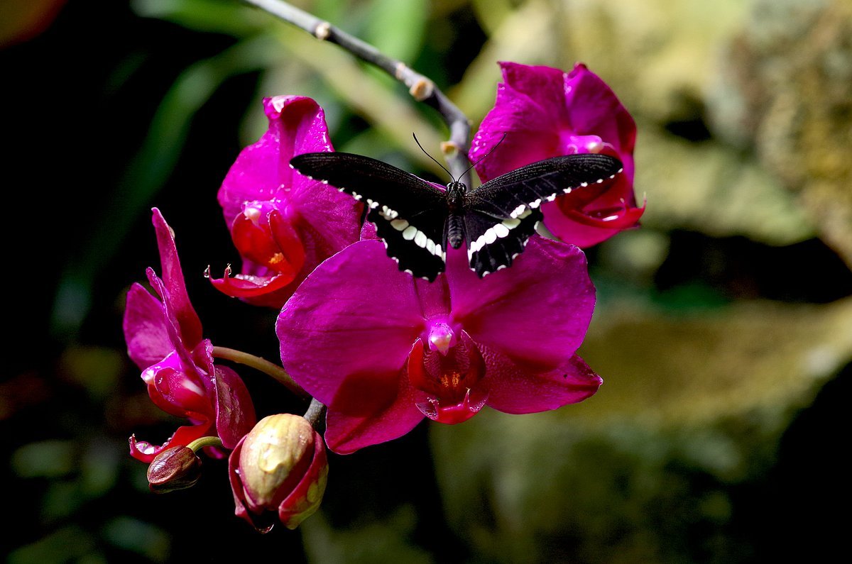 papillon-sur-orchidee.jpg