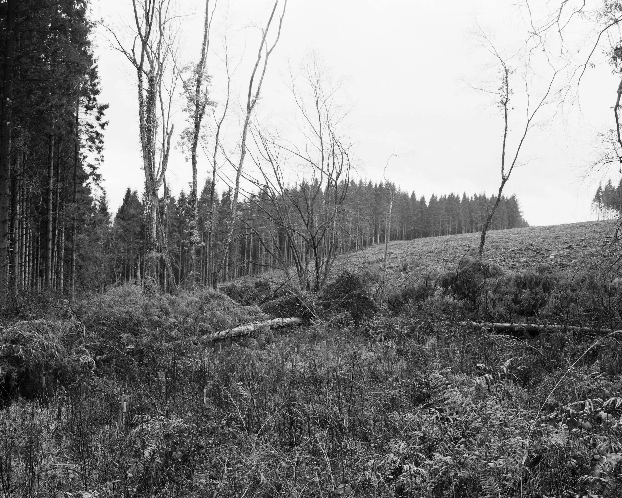 Westwood Forest Valley.jpg