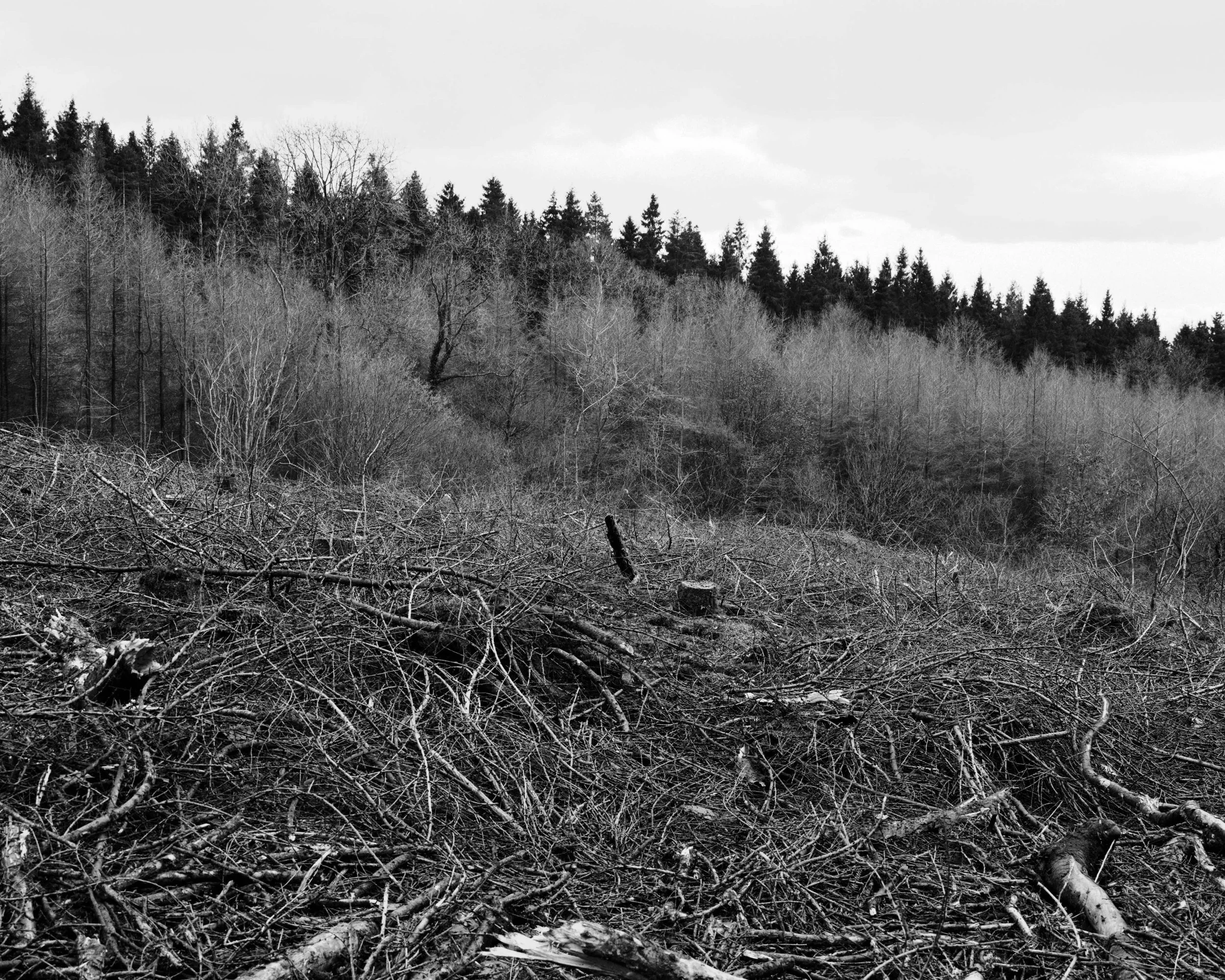 Westwood Forest Wasteland.jpg