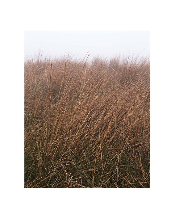 shrub verical.jpg