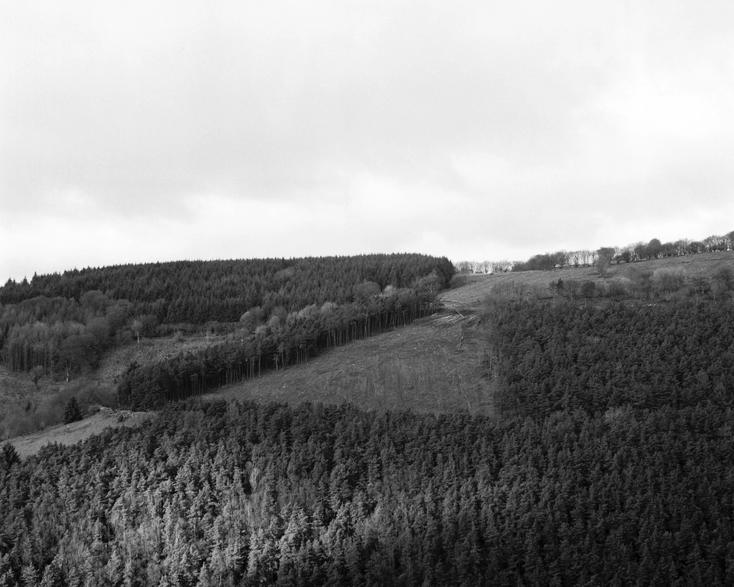Afan Forest.jpg