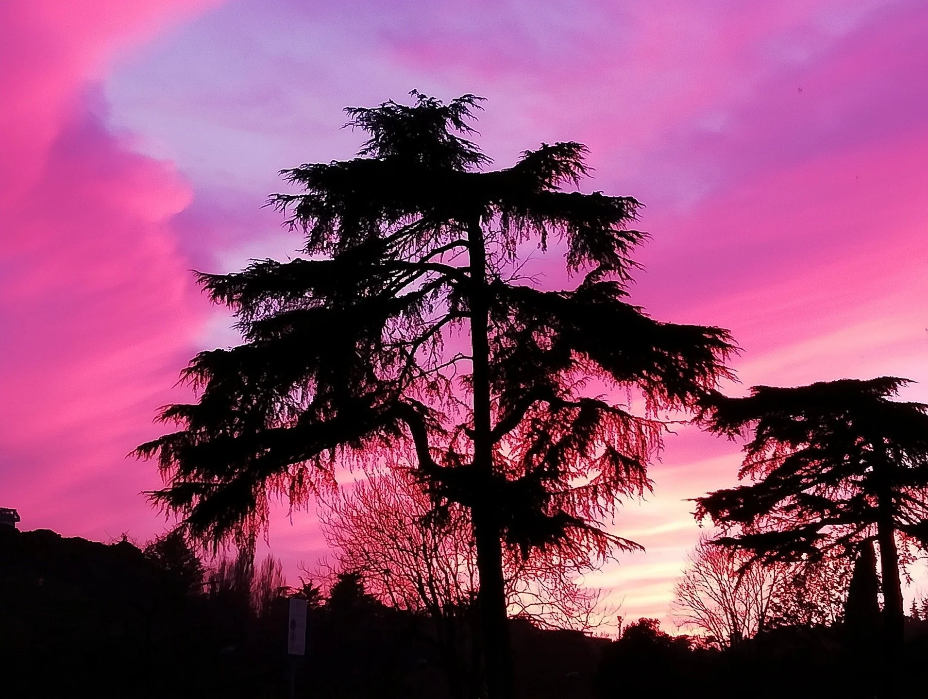 "A nord del Tempio di Kasuga, sulla Collina delle Giovani Erbe" (cit.) #sunset #pinksky #purplesky #skycolors #eveninglight #silhouette #treessilhouette #cedartree #cloudscape #twilight #naturephotography #landscapephotography #tramonto #ci
