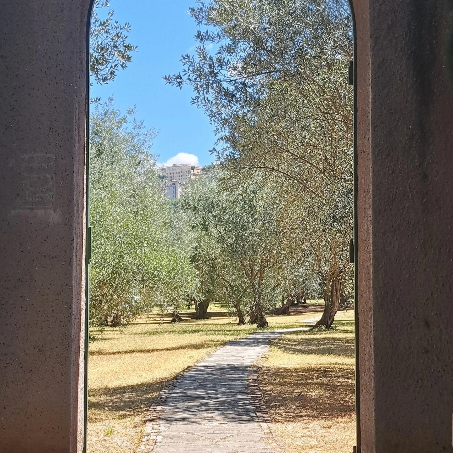 Tivoli, primavera 2025 #tivoli #tivoliitaly #lazio #visitlazio #igerslazio #igersitalia #italytravel #italia_nel_cuore #primavera2025 #springinitaly #naturelovers #naturephotography #landscapephotography #gardenphotography #olivegrove #olivetrees #ar