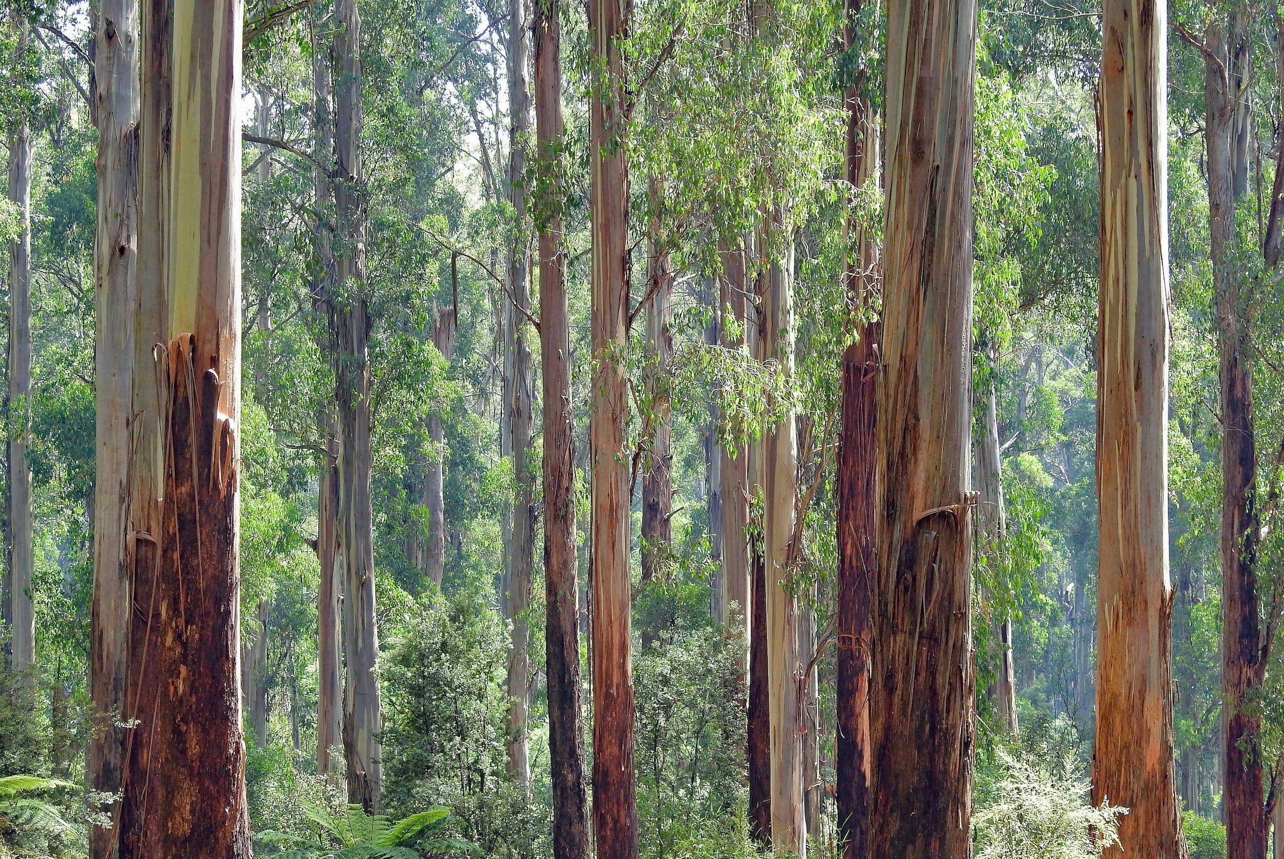 A dense forest with tall eucalyptus trees and lush green foliage.