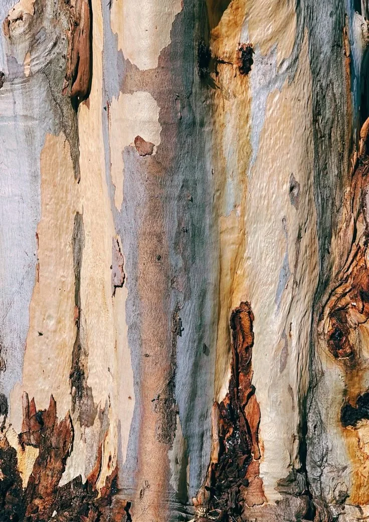 Close-up of the textured bark of a tree with patches of peeling, multi-colored bark.