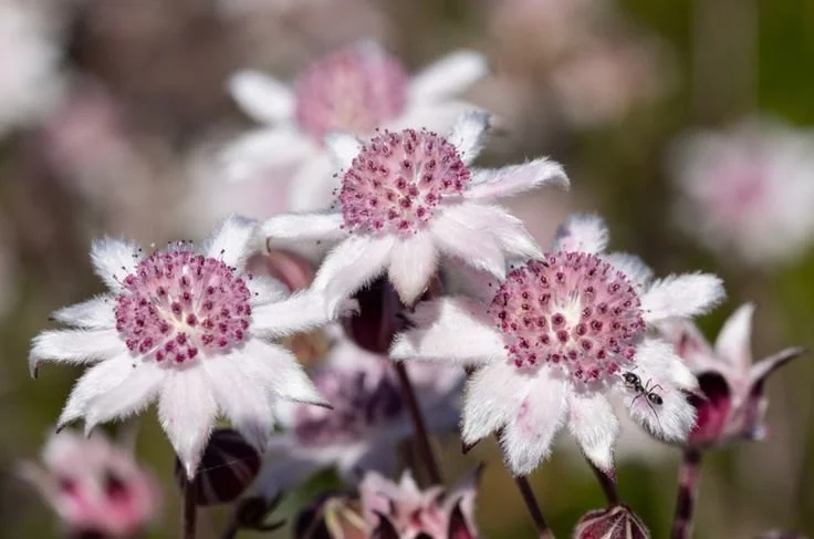 Close-up of white flowers with pink centers and small black ant on one flower