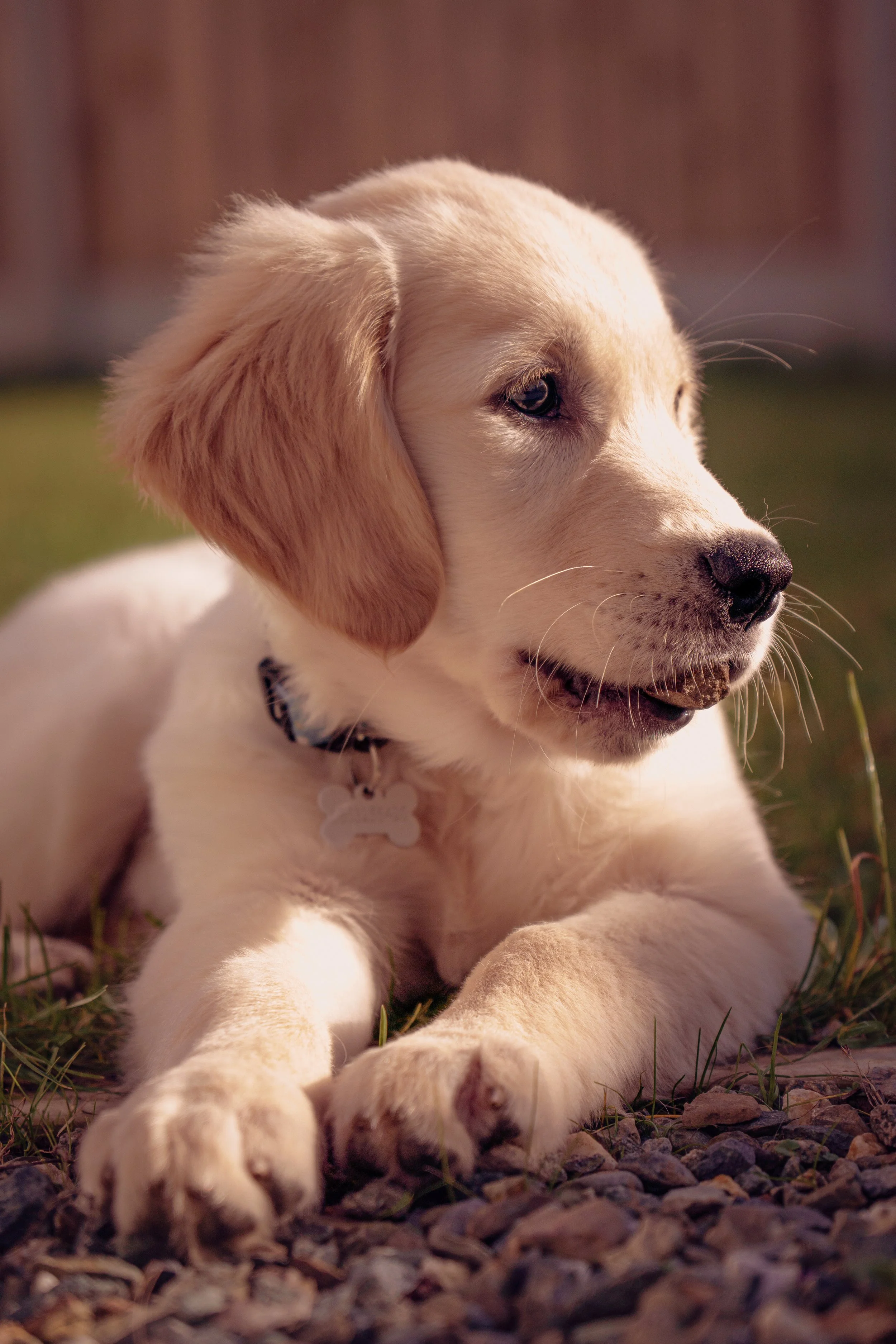 A cute yellow Labrador puppy lying on the grass and rocks, looking to the side with a curious expression.