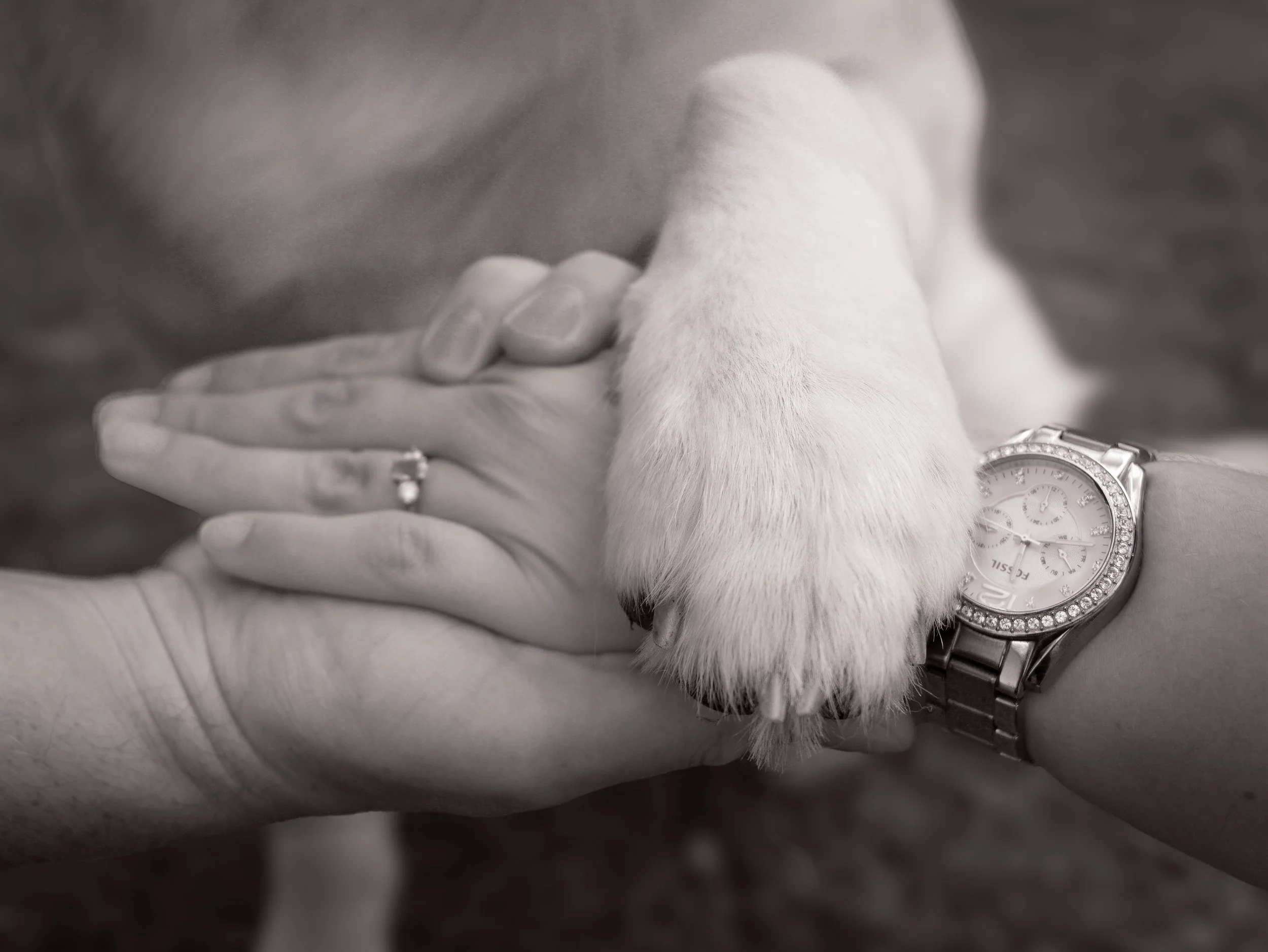 Close-up of a dog's paw resting on a person's hand, which is wearing a wristwatch and an engagement ring, with both hands touching.