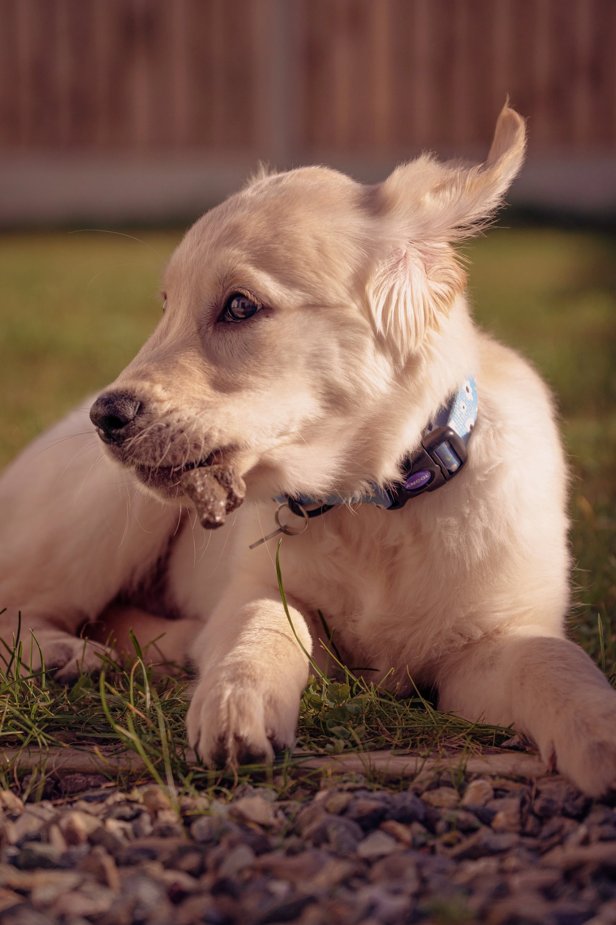 A golden retriever puppy lying on grass and gravel, chewing on a stick, wearing a blue collar with a tag.