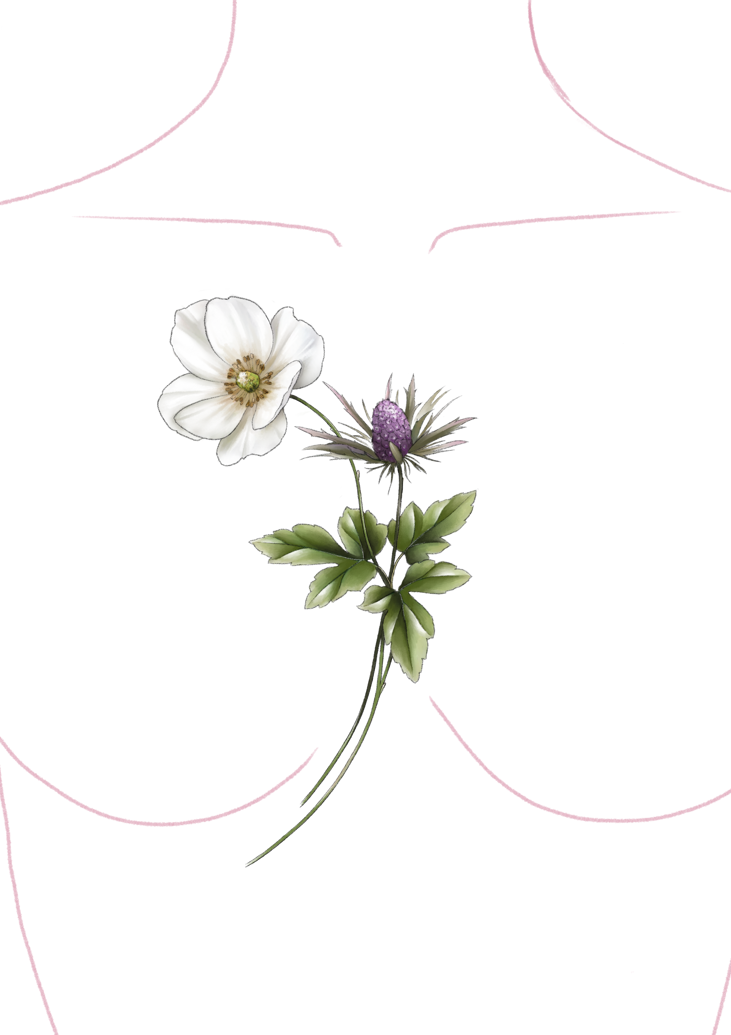 Anemone & Distel (Dekolleté)