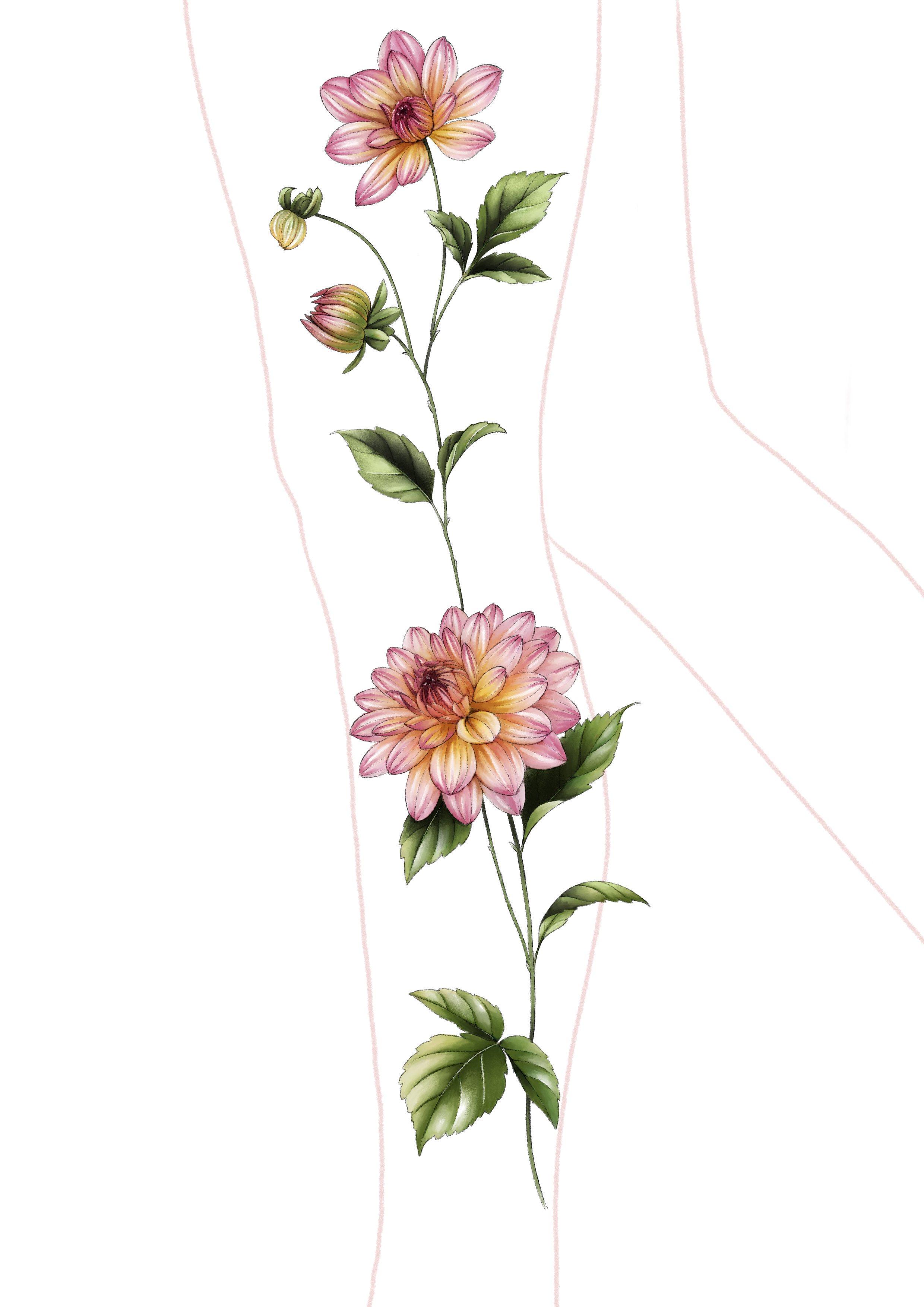 Dahlien (Bein)