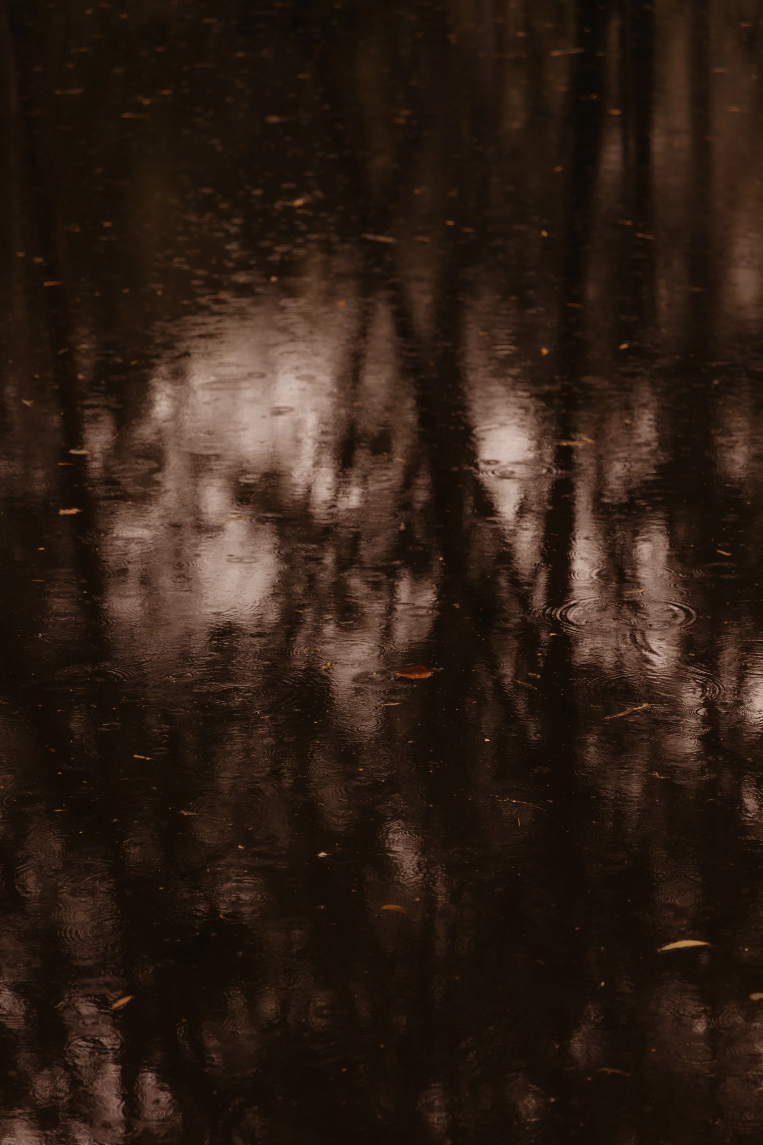 Reflections of trees and cloudy sky on a wet, muddy surface after rain with scattered leaves.