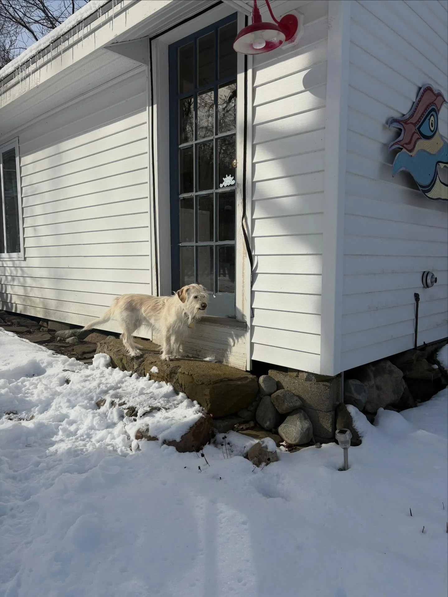 I took a year long psychic mediumship course in 2025, and Laverne 🐶 was by my side for all of it.  Over 100 hours of practice sessions and clients. Every Tuesday and Thursday, she would bound out of the house, eagerly waiting for me at the door.  Un