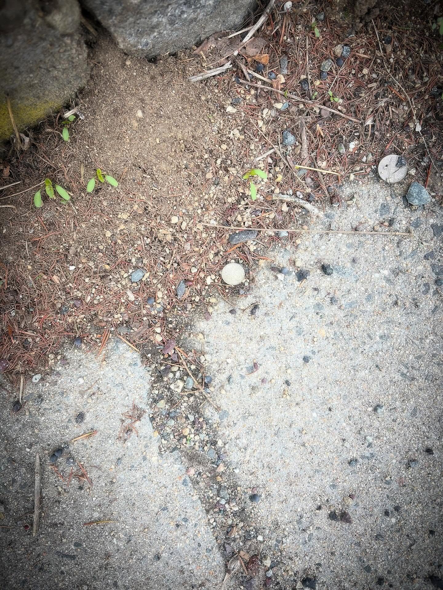 ✨I always find dimes, some obvious and others in obscure, hidden places. I know those dimes are my mom talking to me. Yesterday marked 30 years since she died. I was having a hard time wrapping my head around time, how quickly it goes and how my mom 
