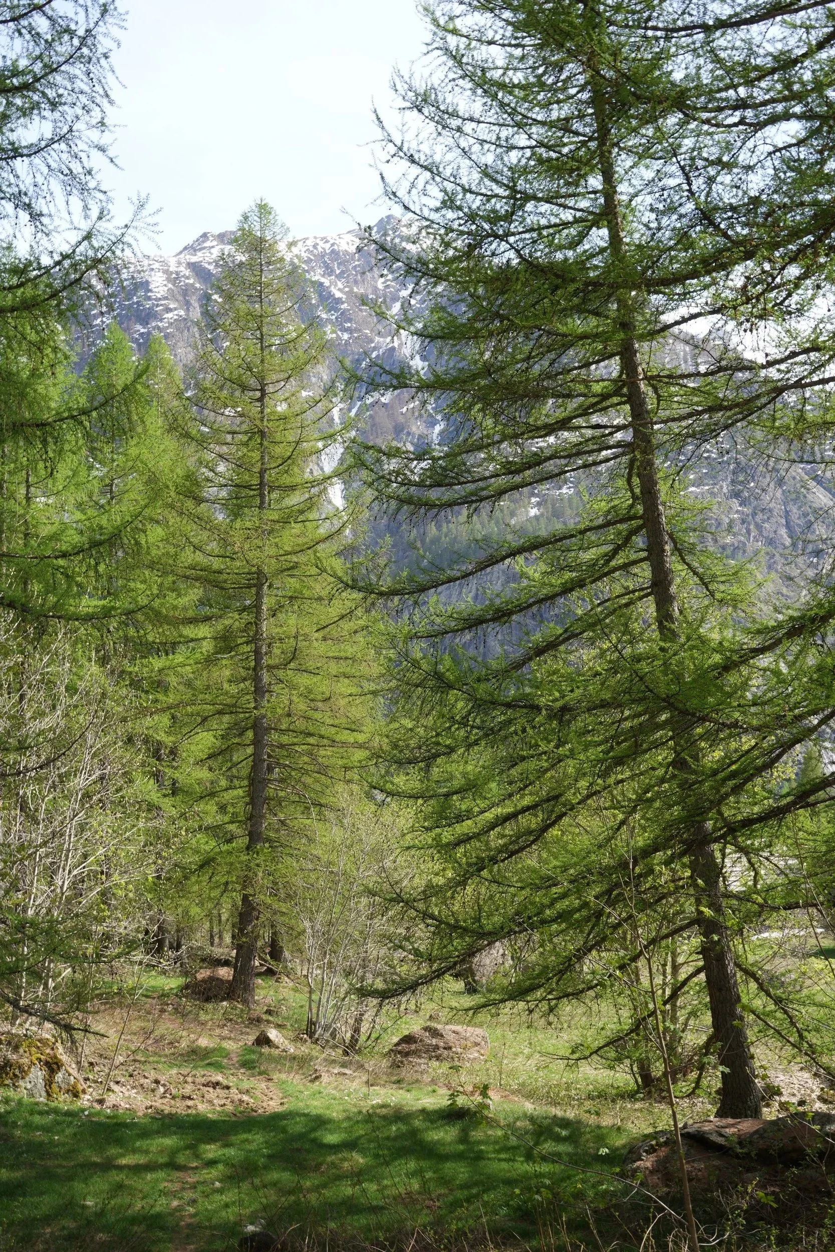 Une forêt de conifères avec des montagnes enneigées en arrière-plan, sous un ciel clair.