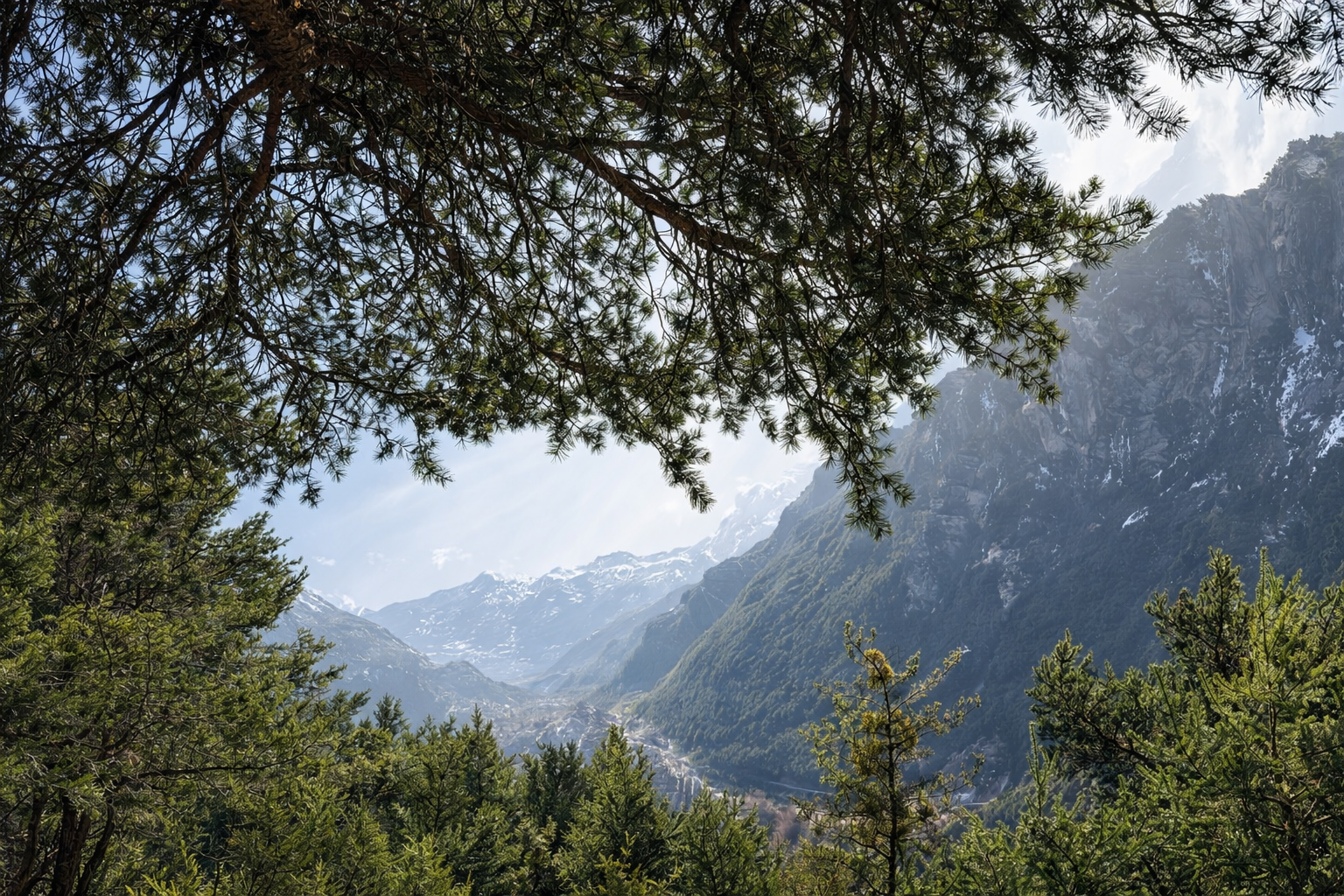 Paysage de montagnes enneigées vues à travers des arbres en forêt