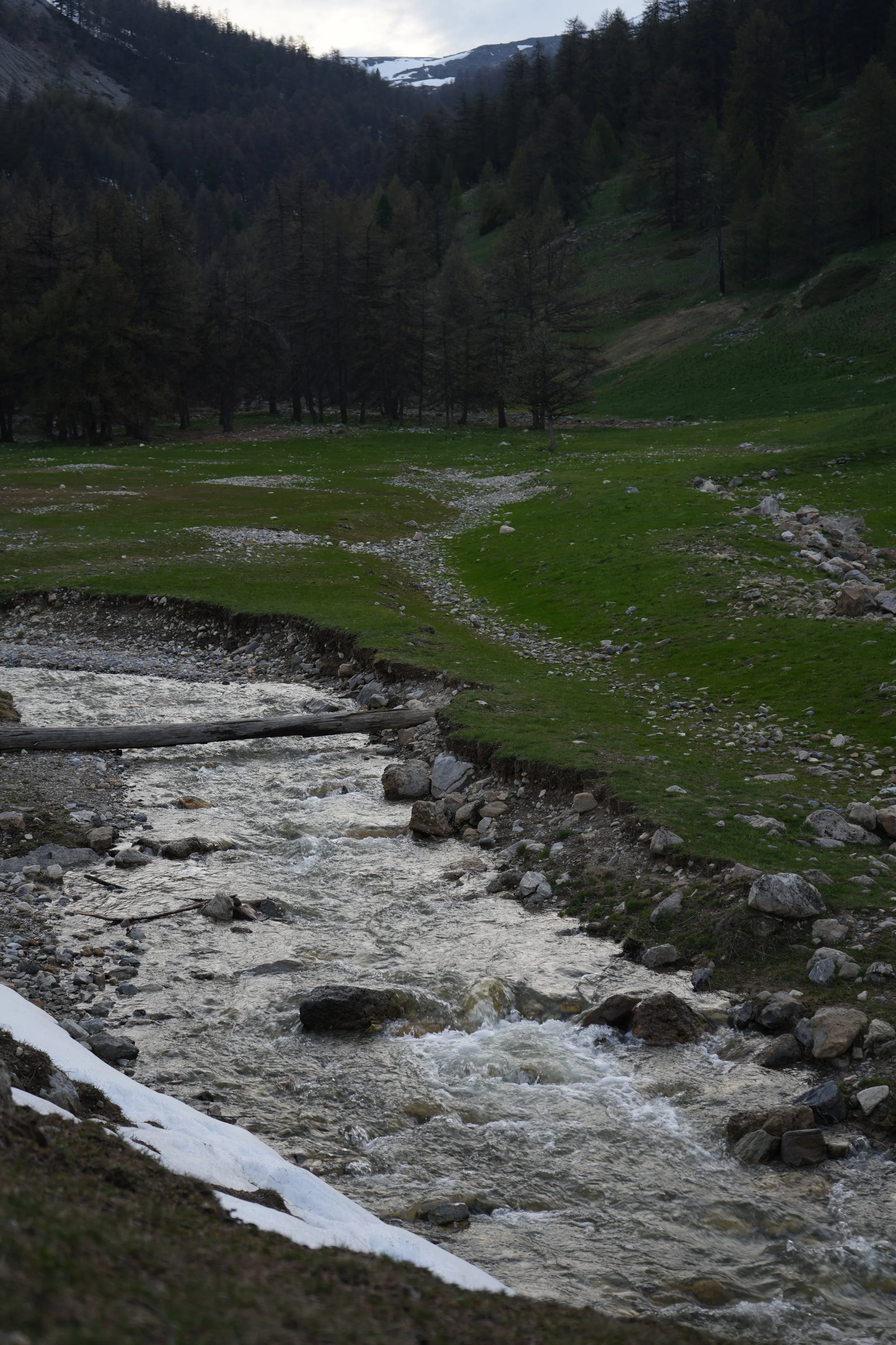 Rivière de montagne entourée d'herbes vertes et d'arbres, avec des montagnes enneigées en arrière-plan.