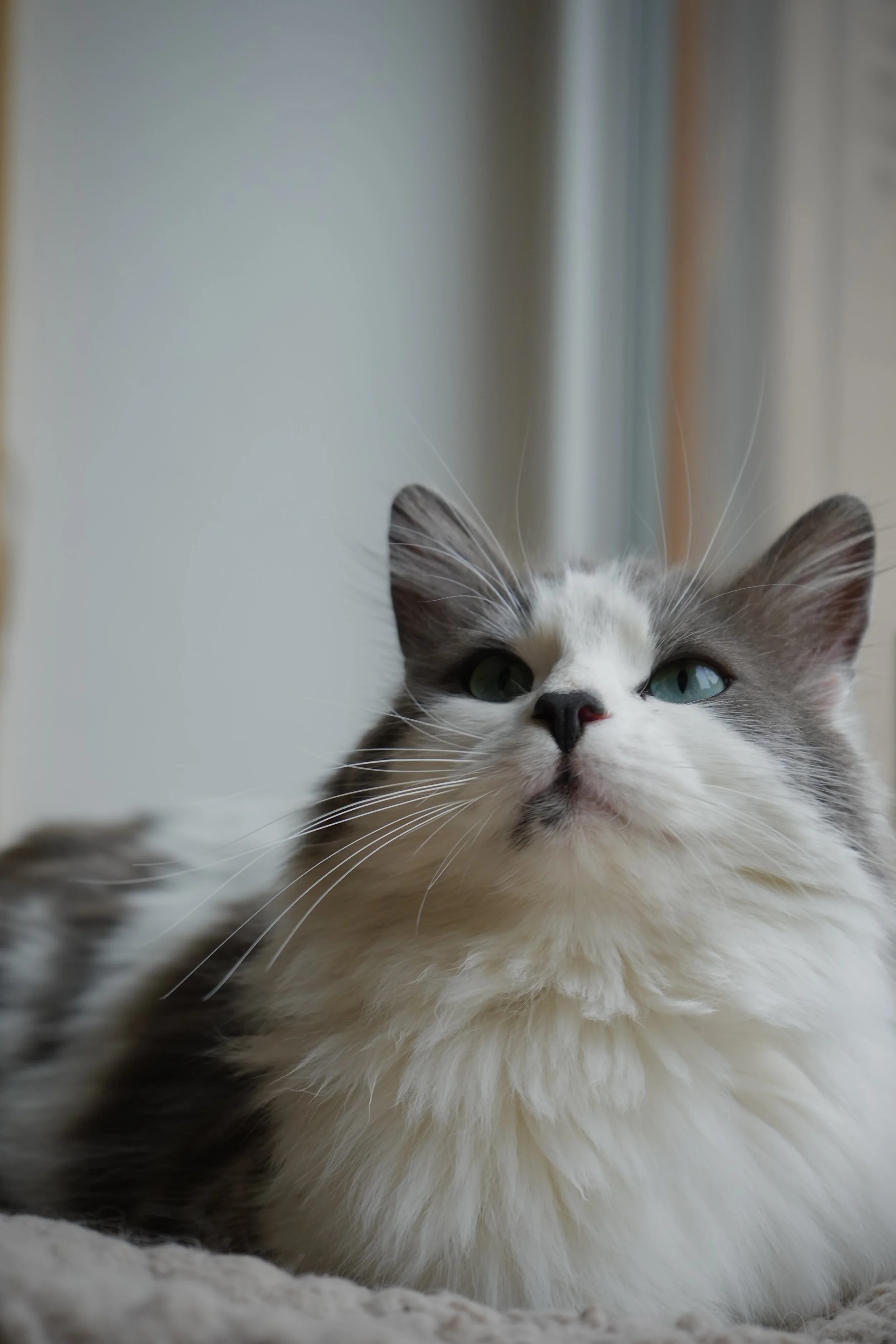 Un chat blanc et gris avec des yeux verts, regardant vers l'avant, posé sur une surface en tissu blanc.