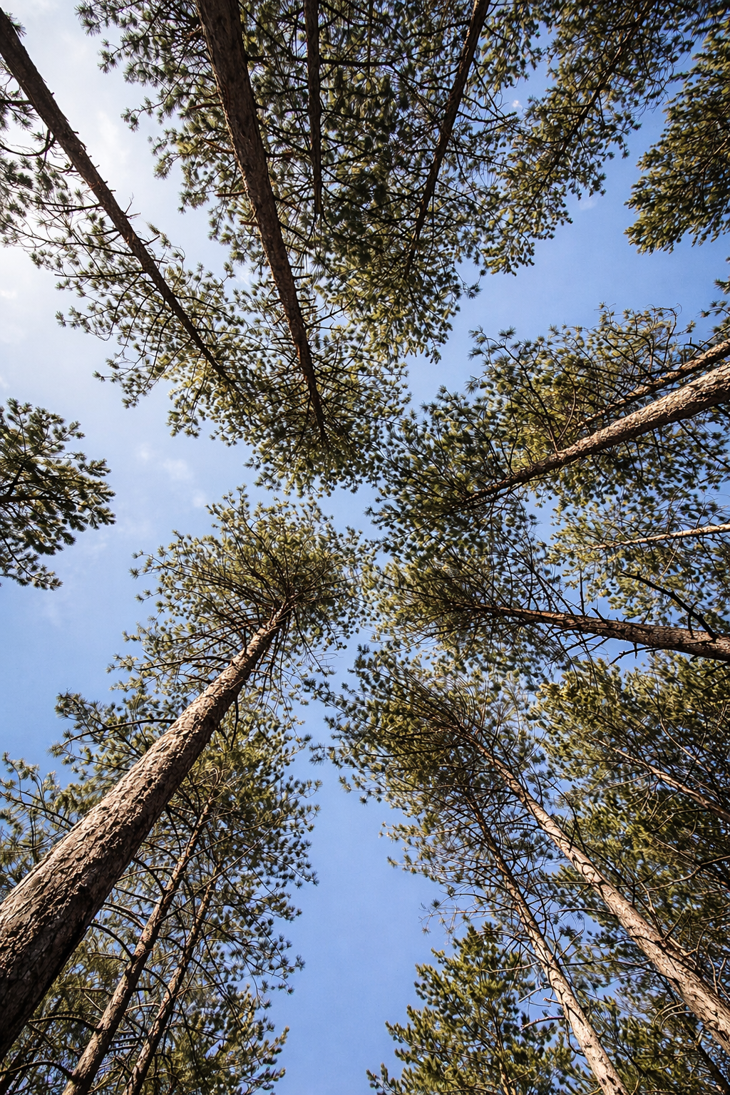 Vue du dessous de plusieurs arbres haut dans le ciel, avec des branches et des feuilles vertes contre un ciel bleu.