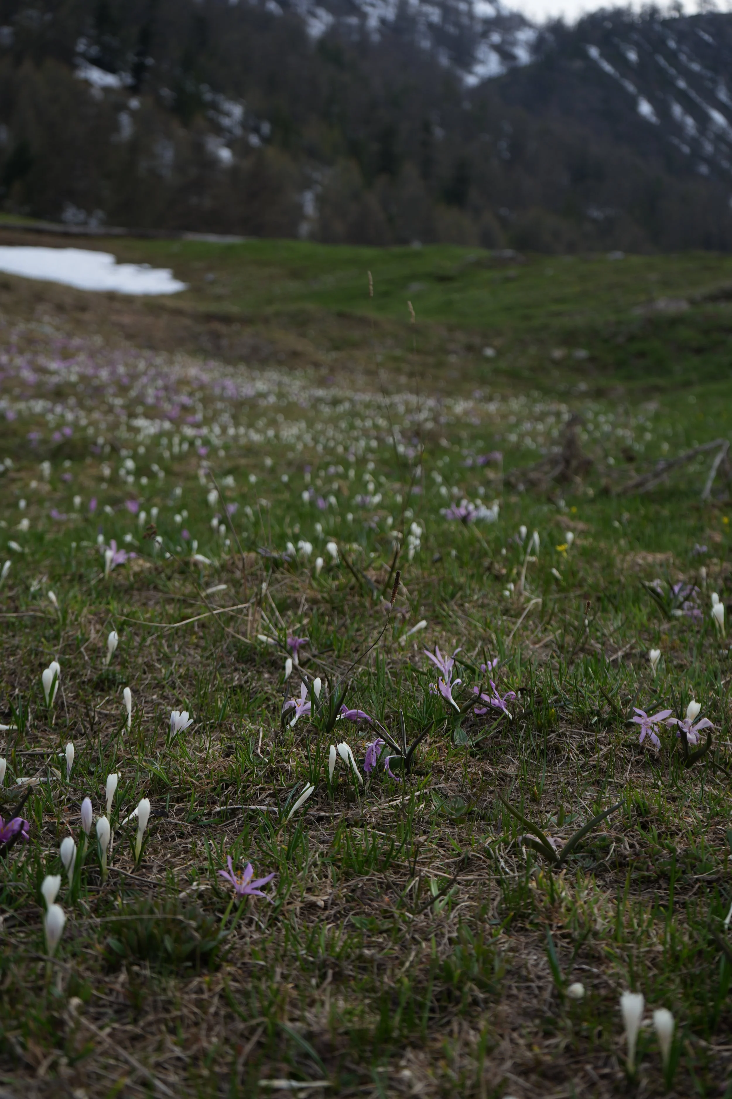 Près d'une forêt, une prairie fleurie avec de nombreuses fleurs blanches, roses et violettes. Le sol est herbeux avec quelques branches mortes.