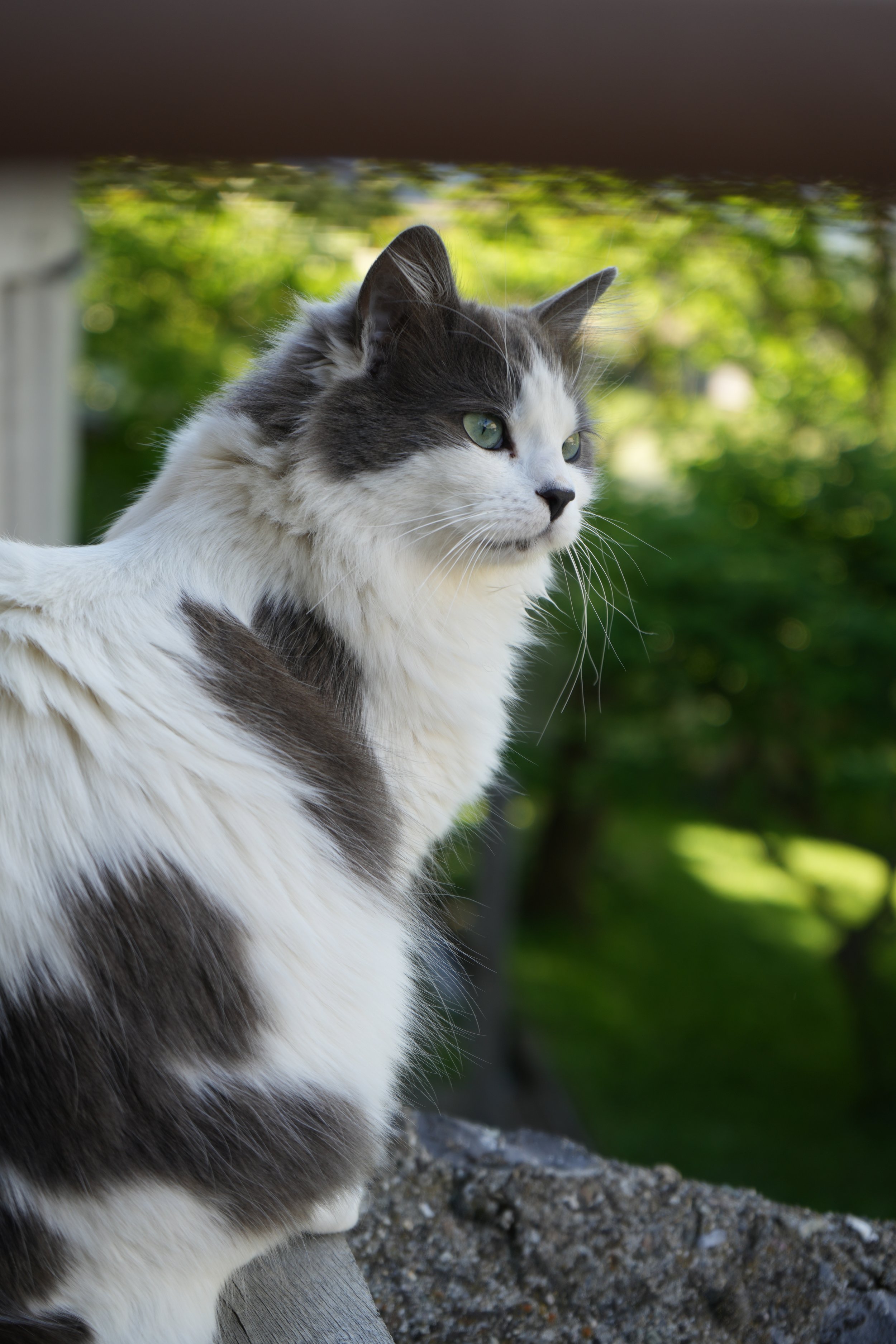 Un chat roux et blanc regarde vers la droite, assis sur une surface rocheuse avec un fond de nature verdoyante.