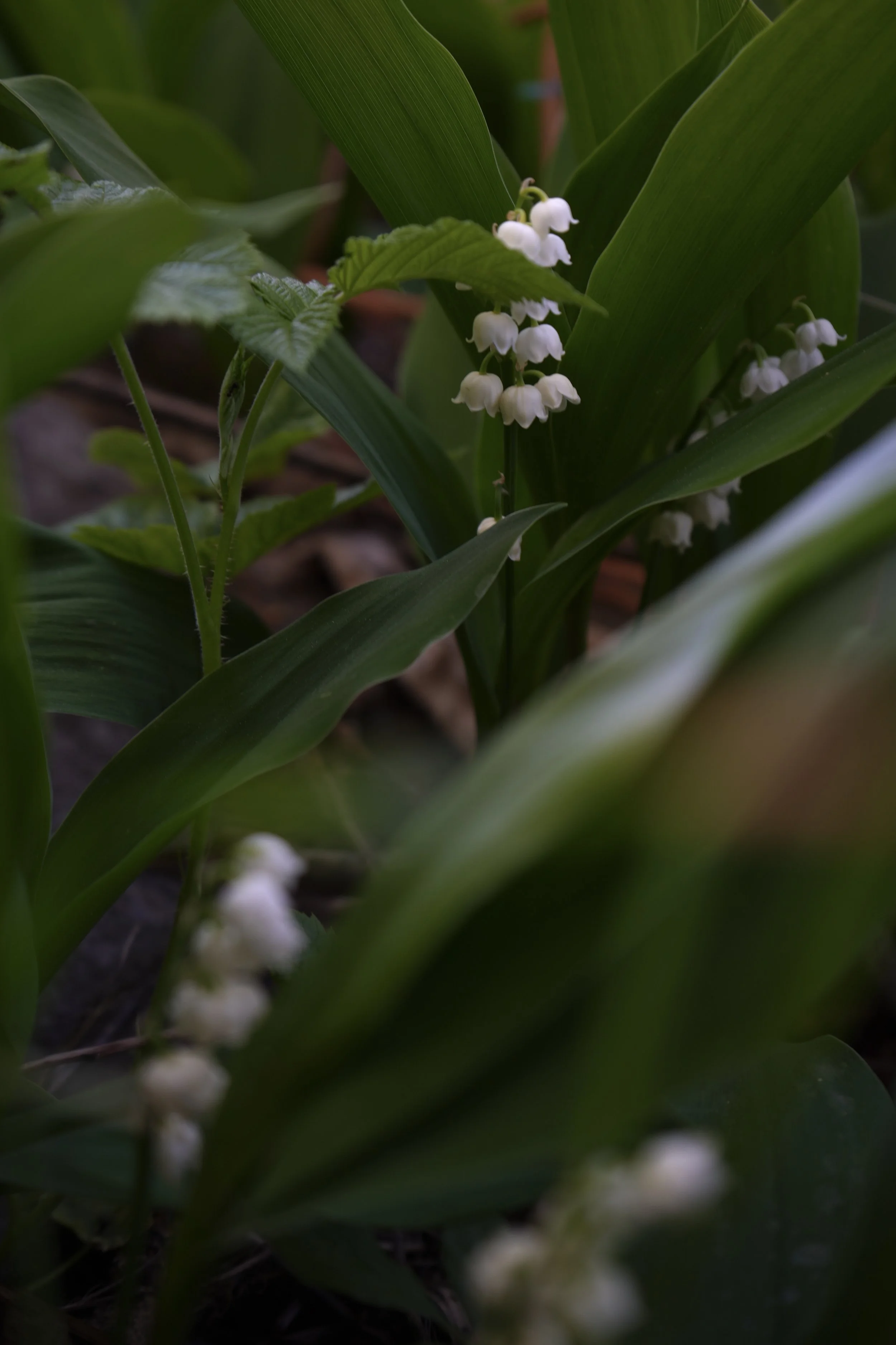 Fleurs blanches en forme de cloche entourées de feuilles vertes
