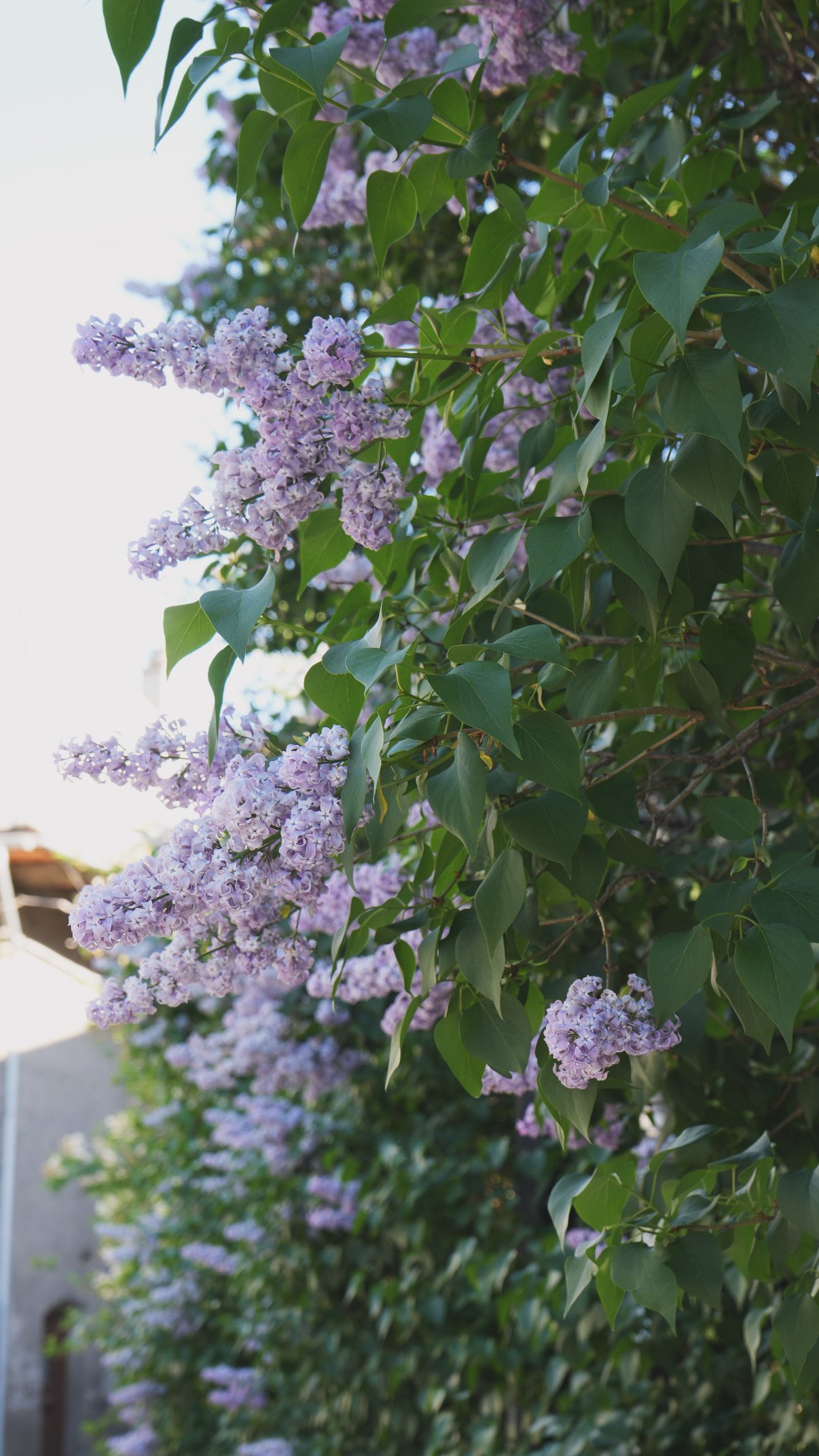 Arbuste de lilas avec fleurs violettes et feuilles vertes dans un jardin.