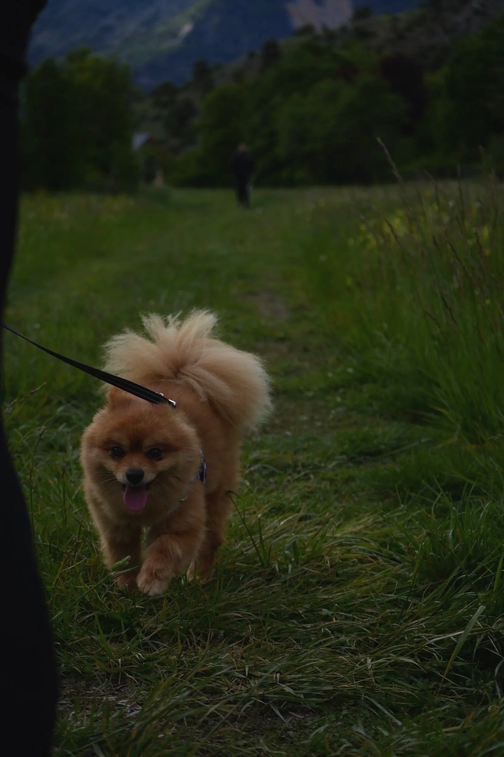 Un chien de race chow chow marche sur un sentier herbeux dans la nature avec des montagnes en arrière-plan, aperçu depuis l'intérieur d'une tente.