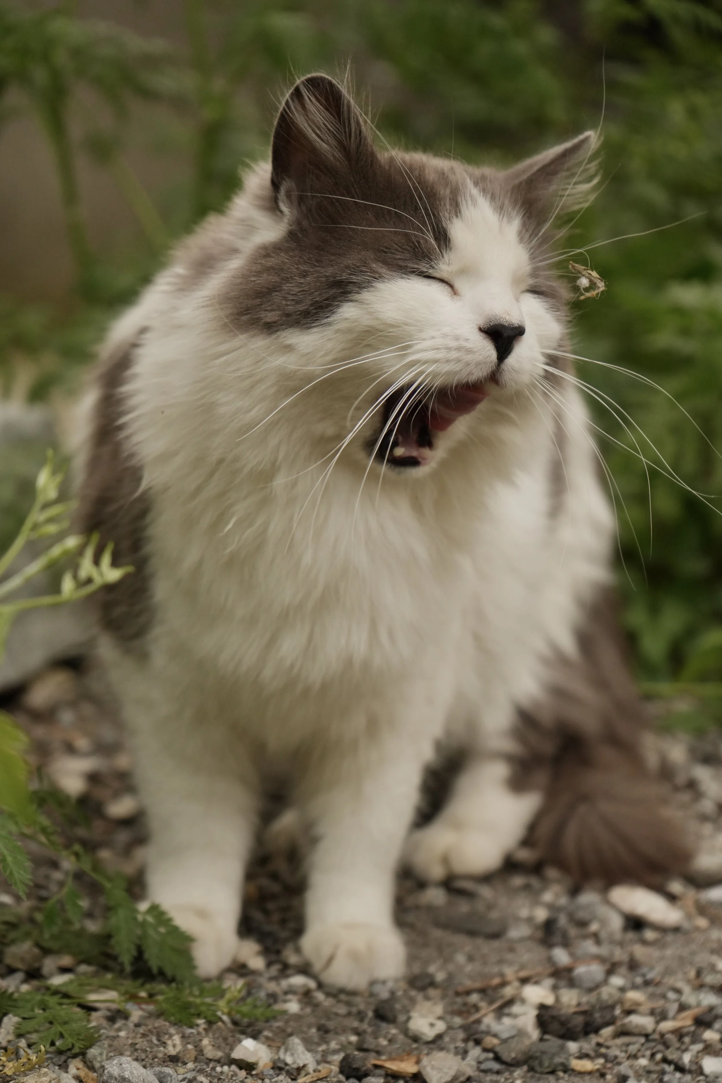 Un chat blanc et gris tacheté avec les yeux fermés, assis sur un sol rocheux avec des fougères en arrière-plan.
