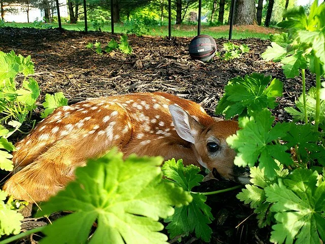 Young deer lying in a garden with green leafy plants, a basketball, and a fence in the background.
