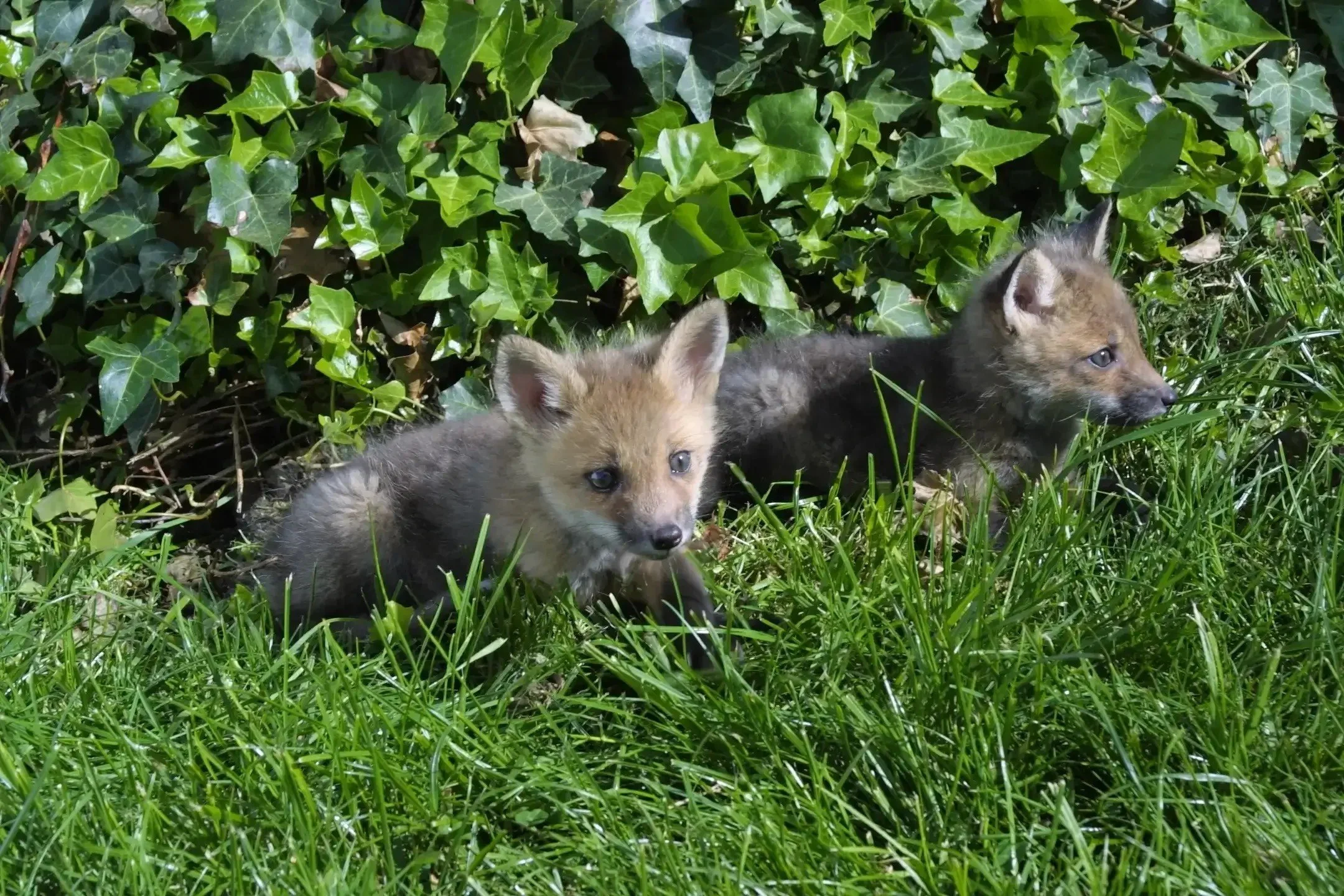 Two young fox kits resting in green grass beside a patch of ivy, looking alert as they explore their surroundings on a sunny day.