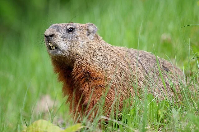 Groundhog standing upright in tall grass with reddish-brown chest fur visible.