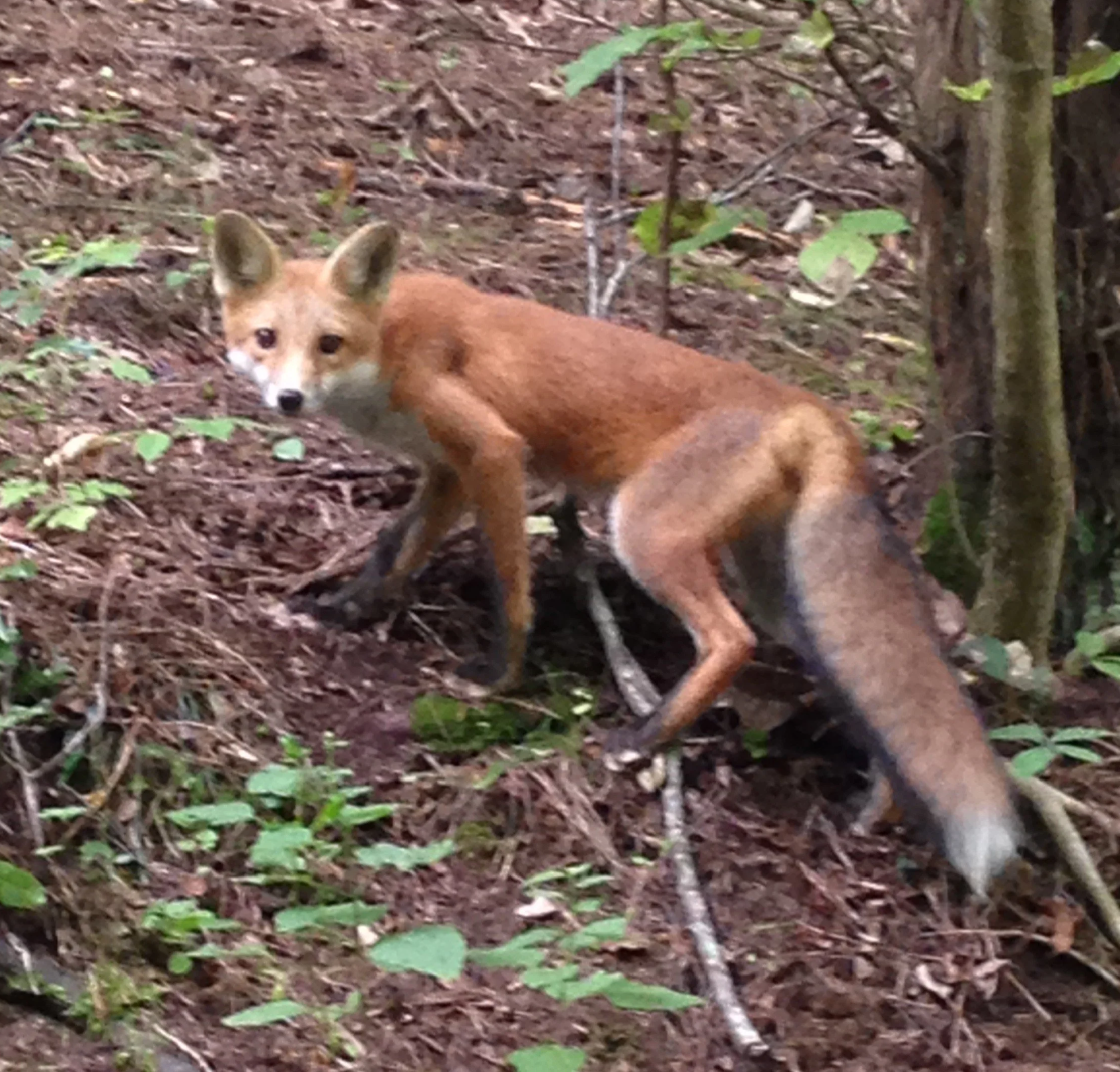 Red fox standing alert in a forested area, looking toward the camera.
