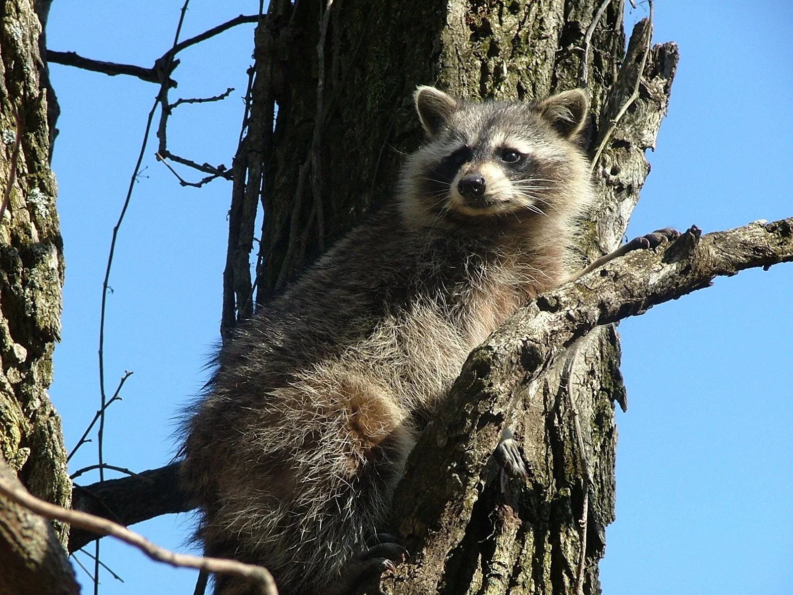 A raccoon perched on a tree branch, with a blue sky background.