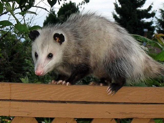 A opossum on a wooden ledge outdoors with trees and bushes in the background.