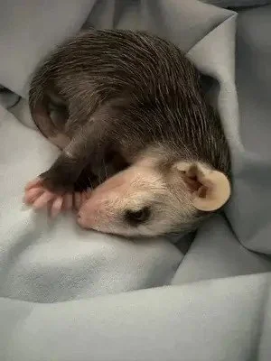 Baby opossum resting on a soft blanket.
