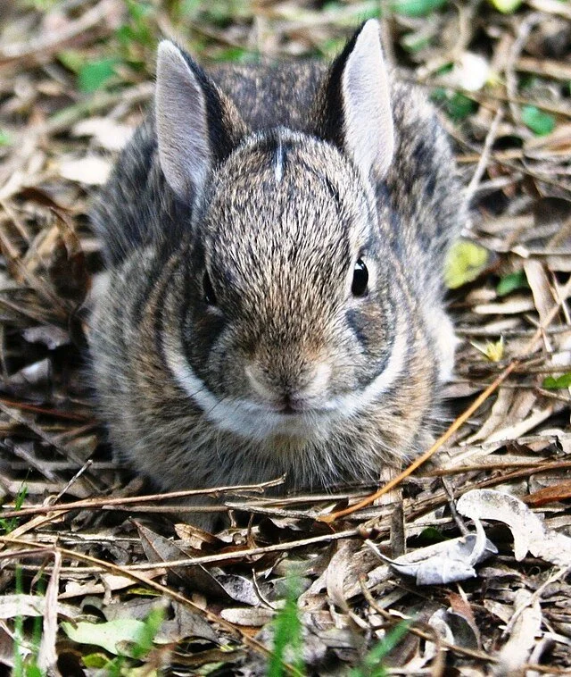 Close-up of a young Eastern cottontail rabbit sitting on leaf-covered ground, with soft brown fur, a small rounded body, upright ears, and dark eyes facing the camera.
