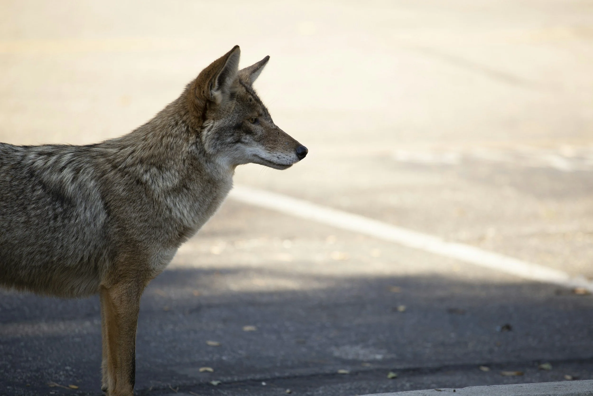 Why Every Wildlife Species Matters, Including Nuisance Wildlife