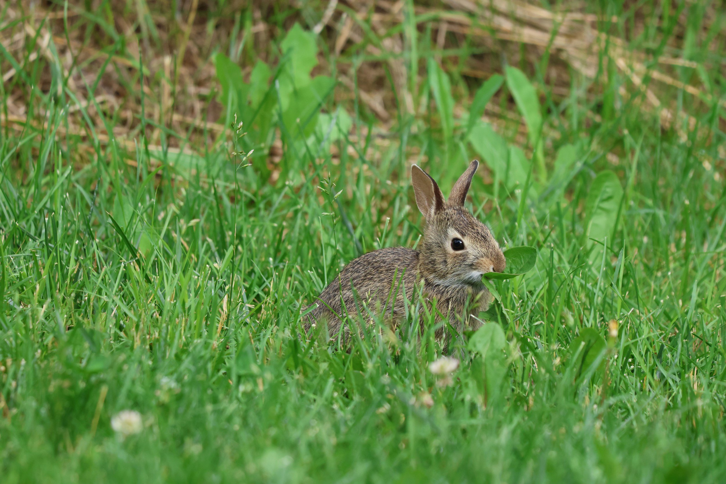 Young cottontail rabbit sitting in tall green grass.