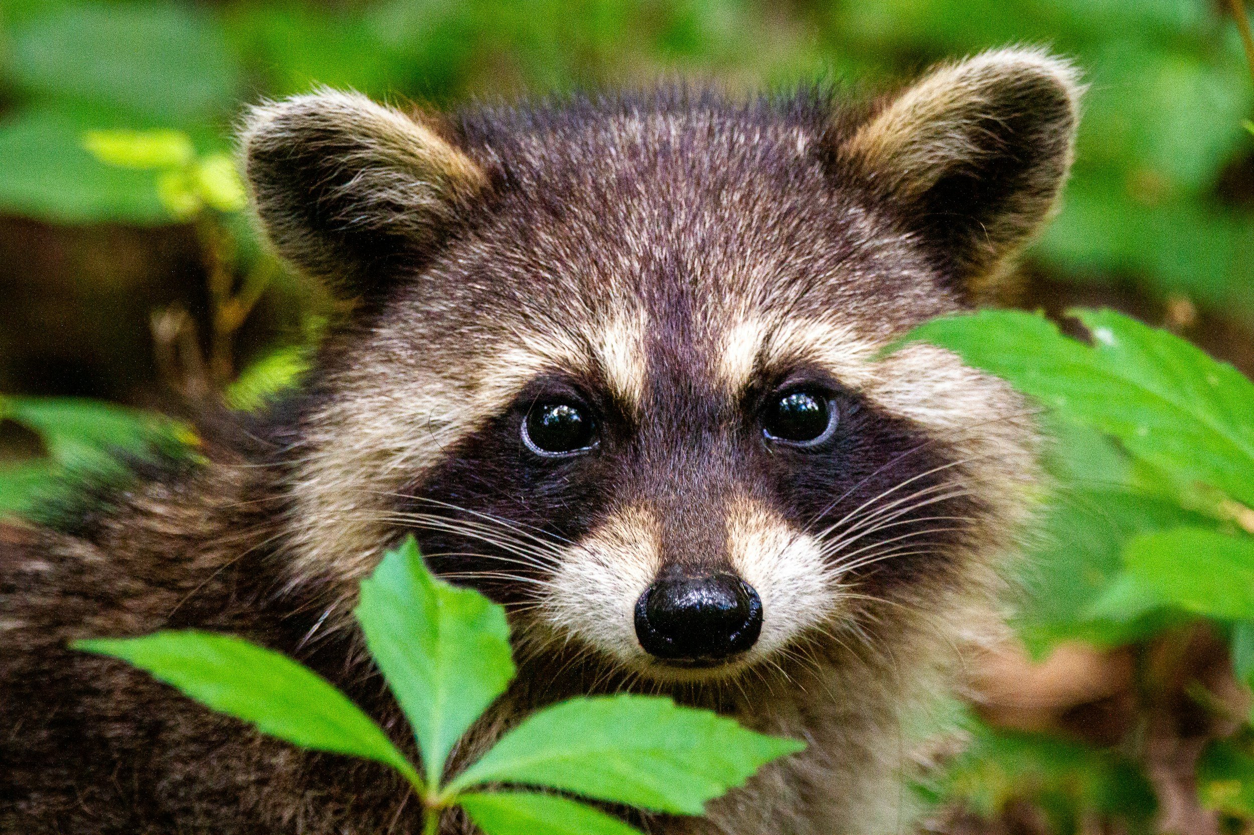 Close-up of a raccoon surrounded by green leaves.